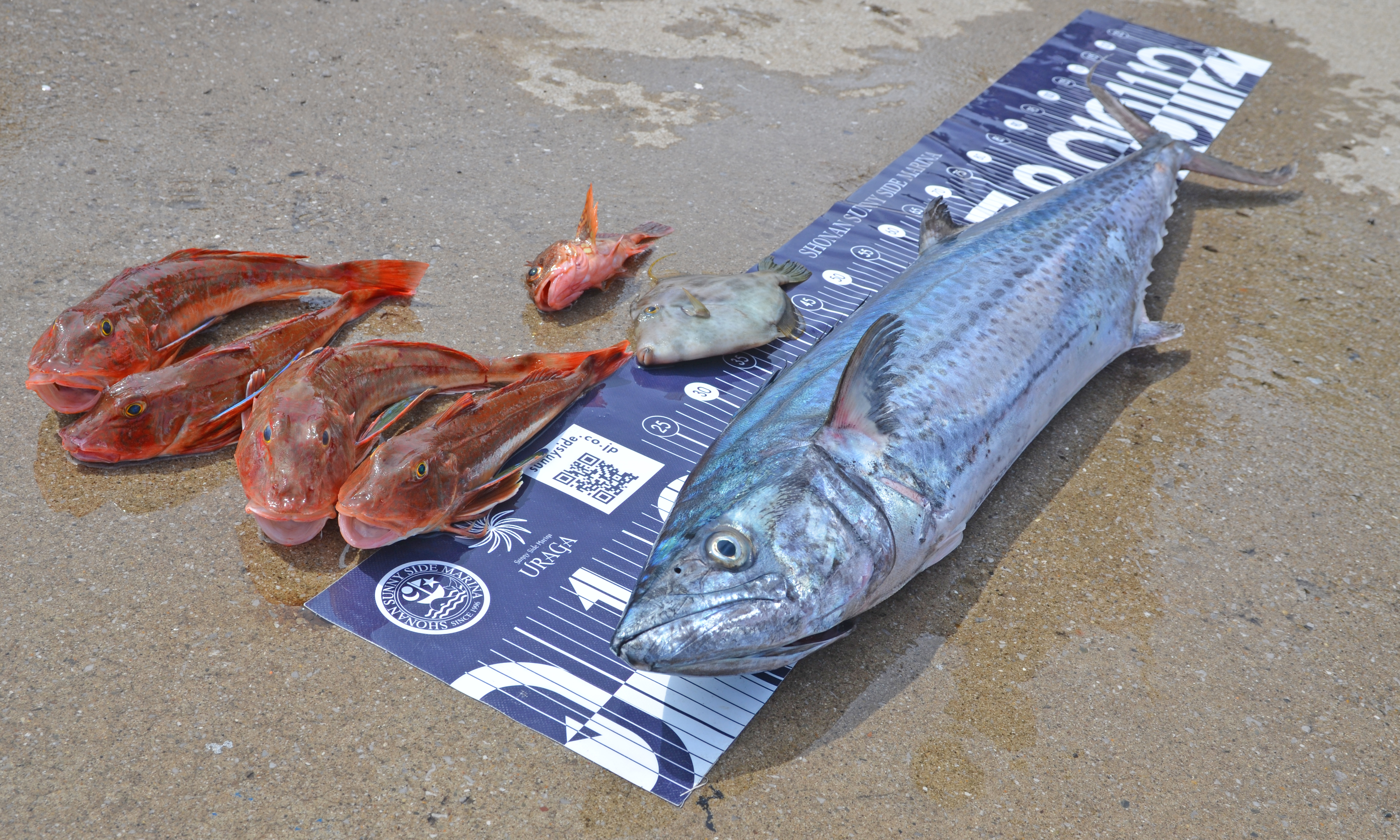 ✿サワラ・カサゴ・ホウボウ・カワハギ✿