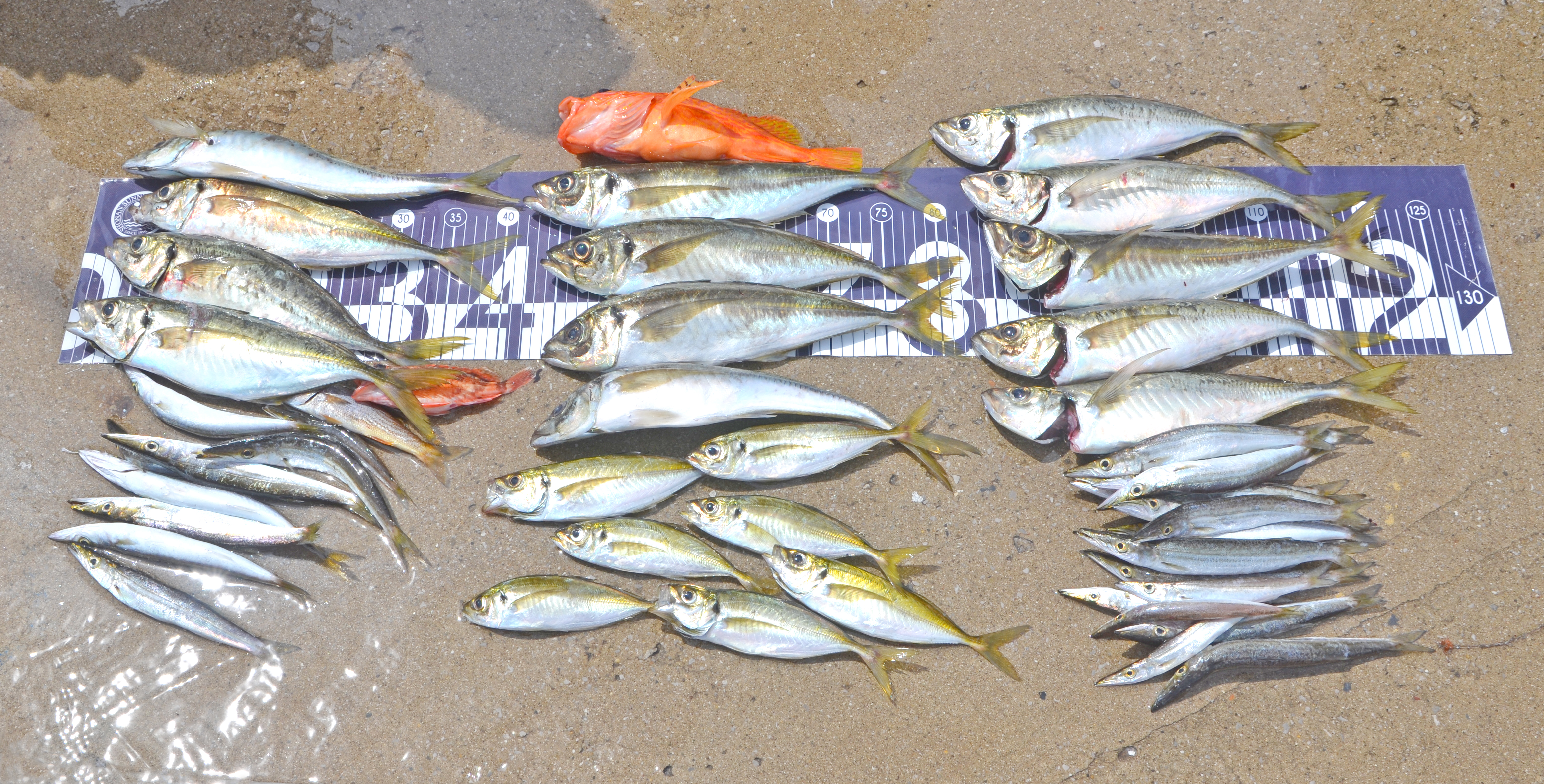 ✿アジ・カマス・アカハタ・カサゴ✿