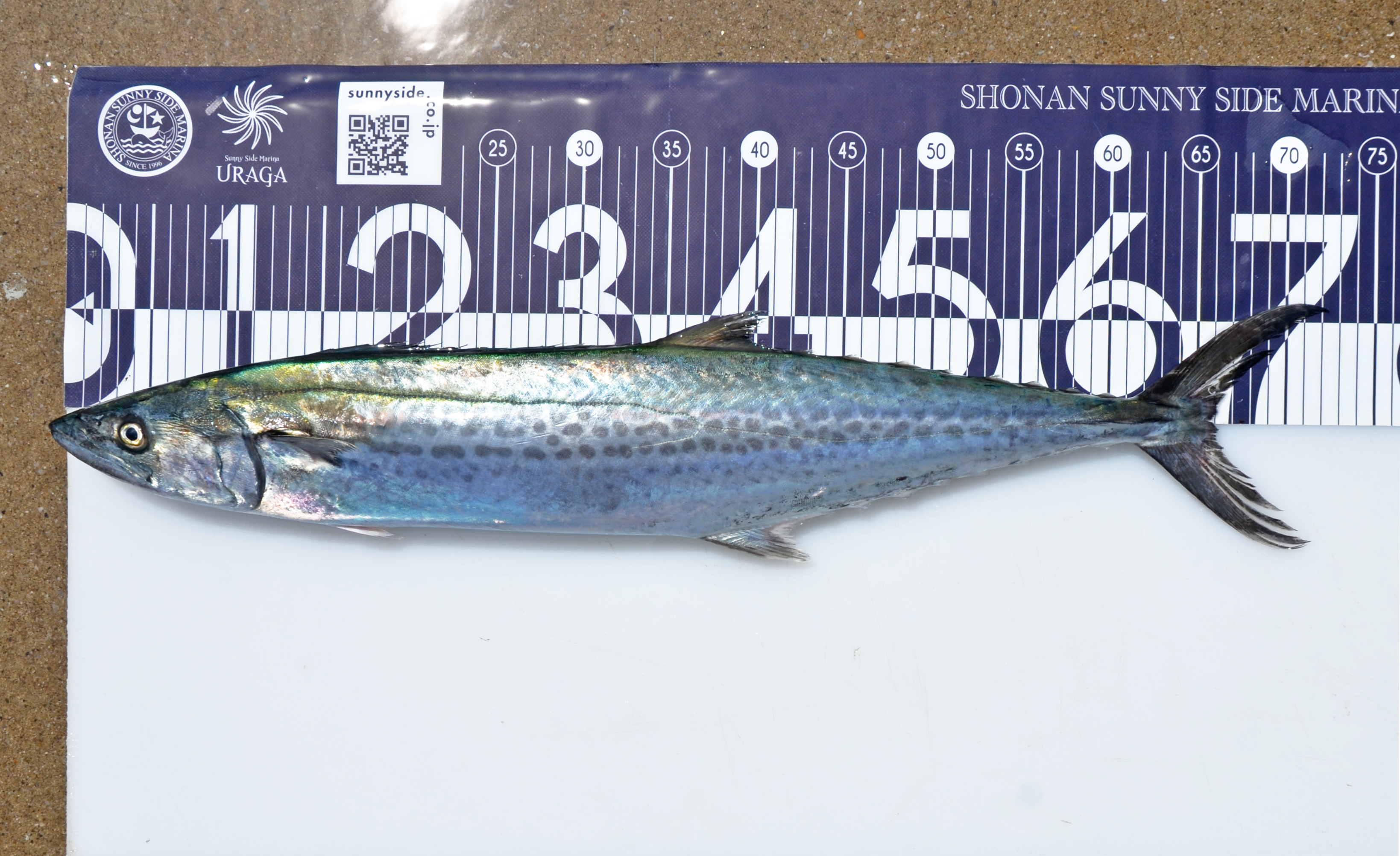 ✿マダイ・サワラ✿