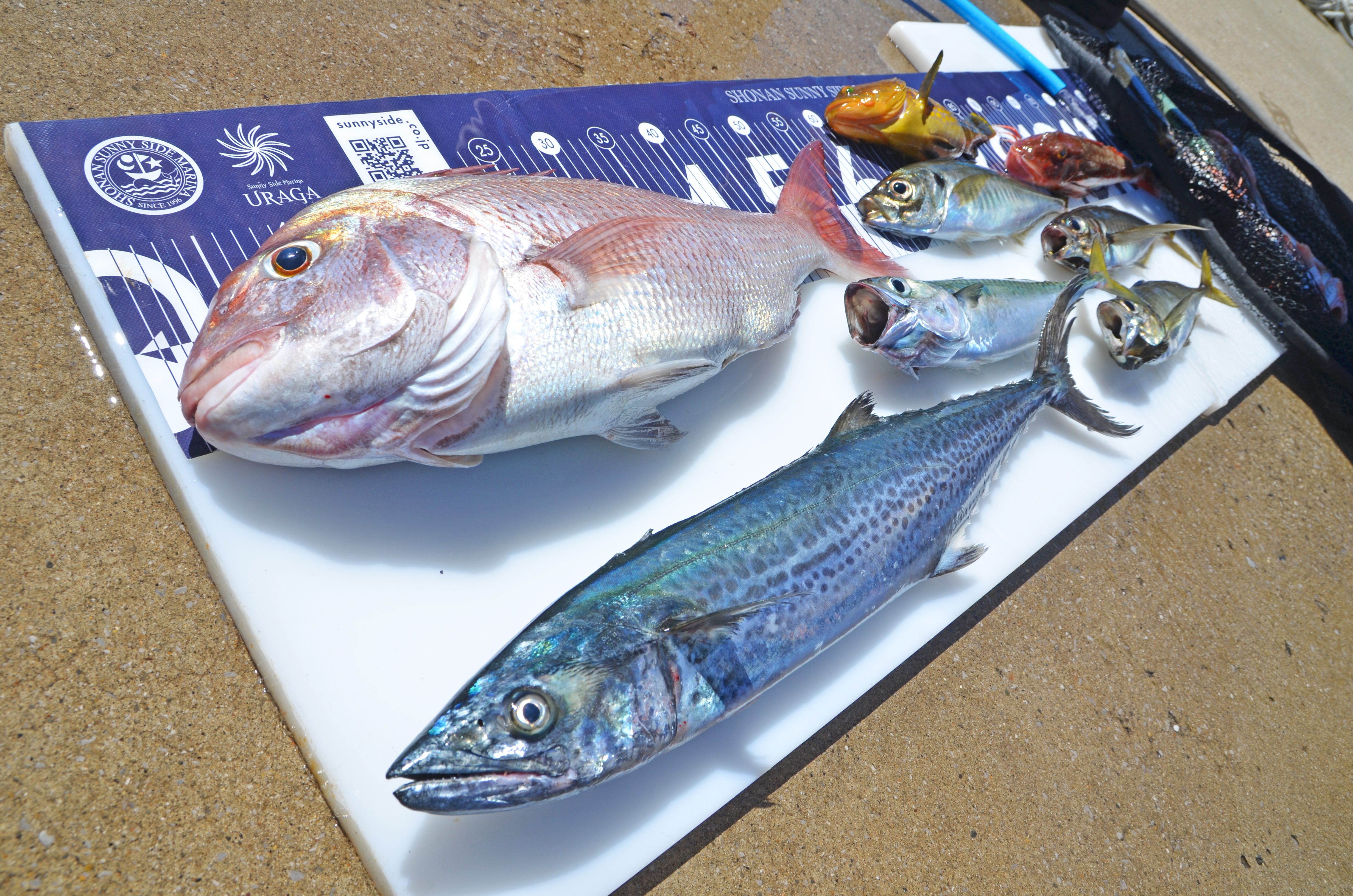 ✿マダイ・サワラ・ホウボウ・キジハタ・カサゴ・サバ✿