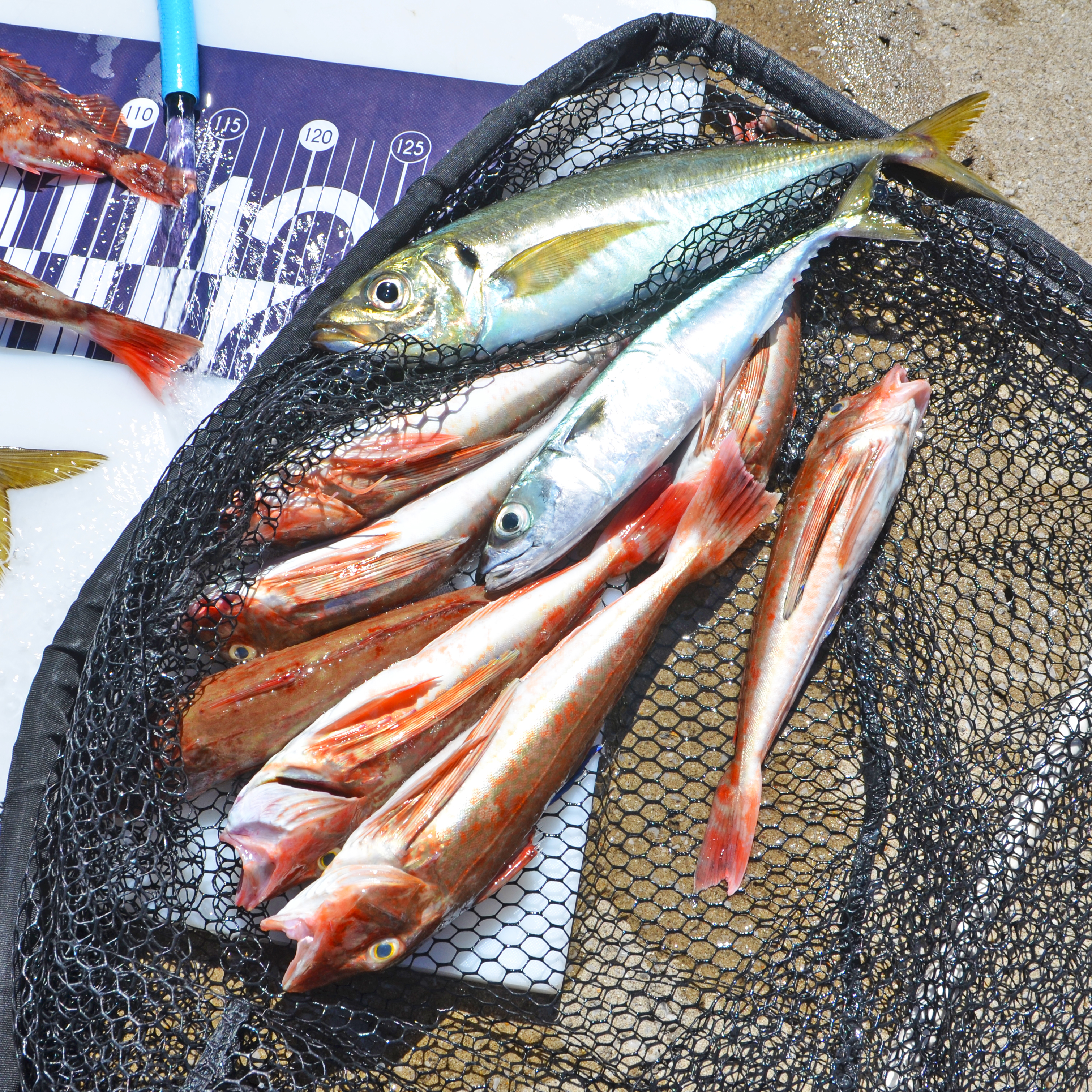 ✿マダイ・サワラ・ホウボウ・キジハタ・カサゴ・サバ✿