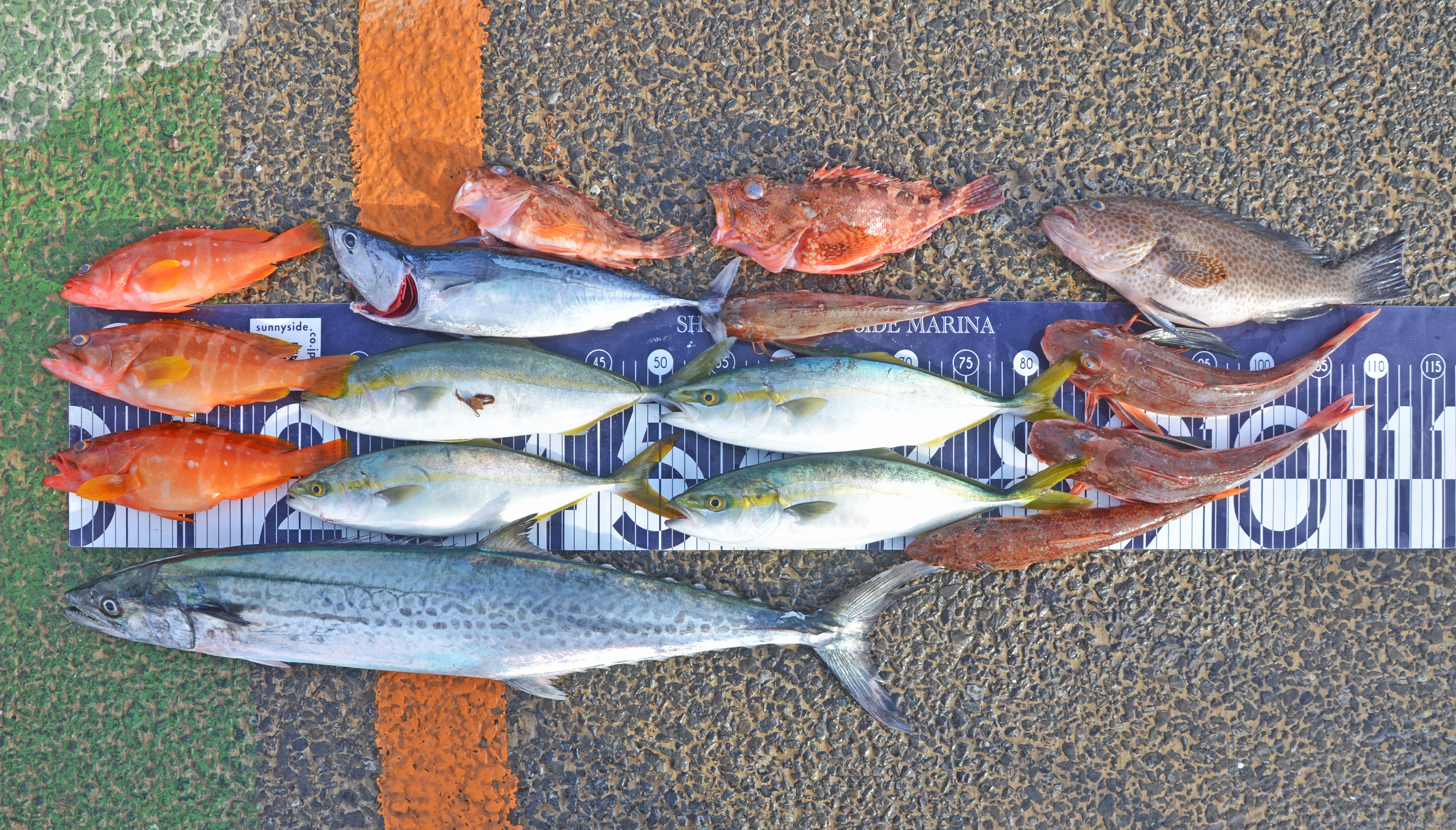 ✿サワラ・イナダ・アカハタ・ソウダガツオ・オオモンハタ・カサゴ・ホウボウ・ホシノエソ✿