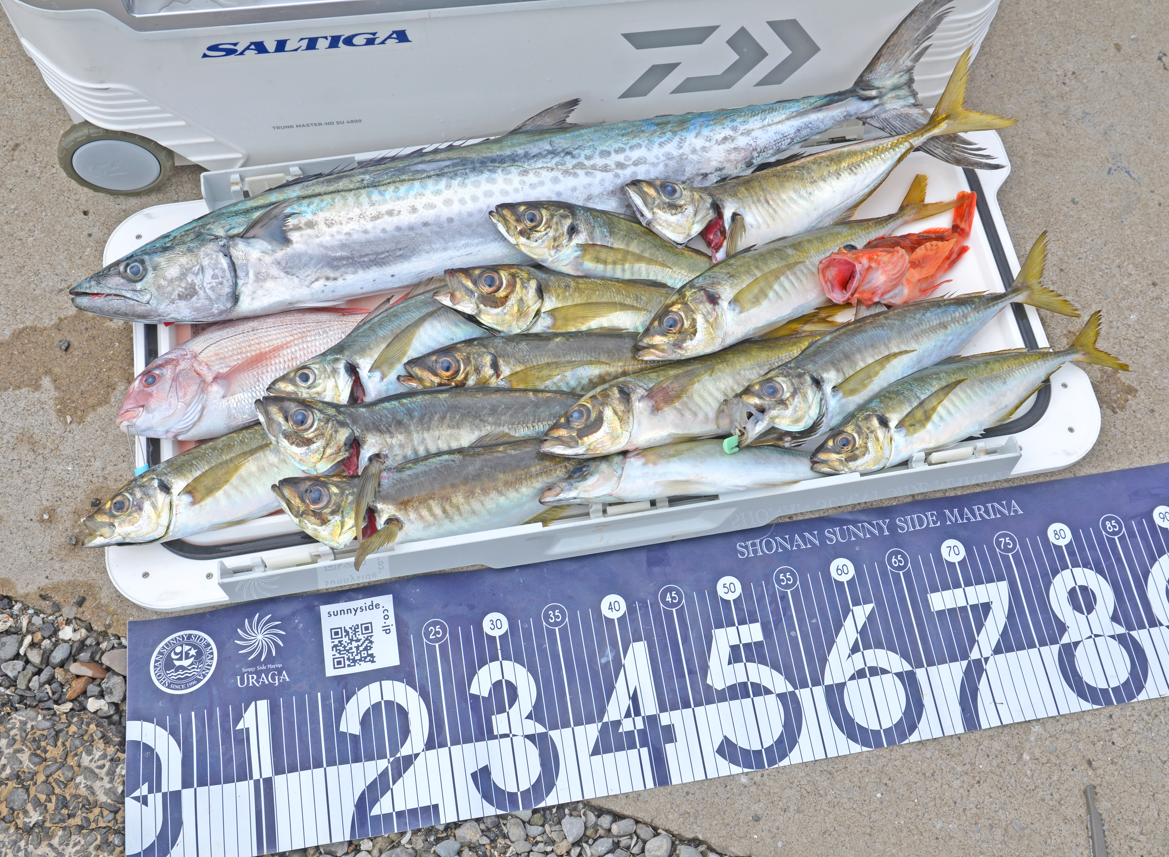 ✿サワラ・アジ・ウッカリカサゴ✿