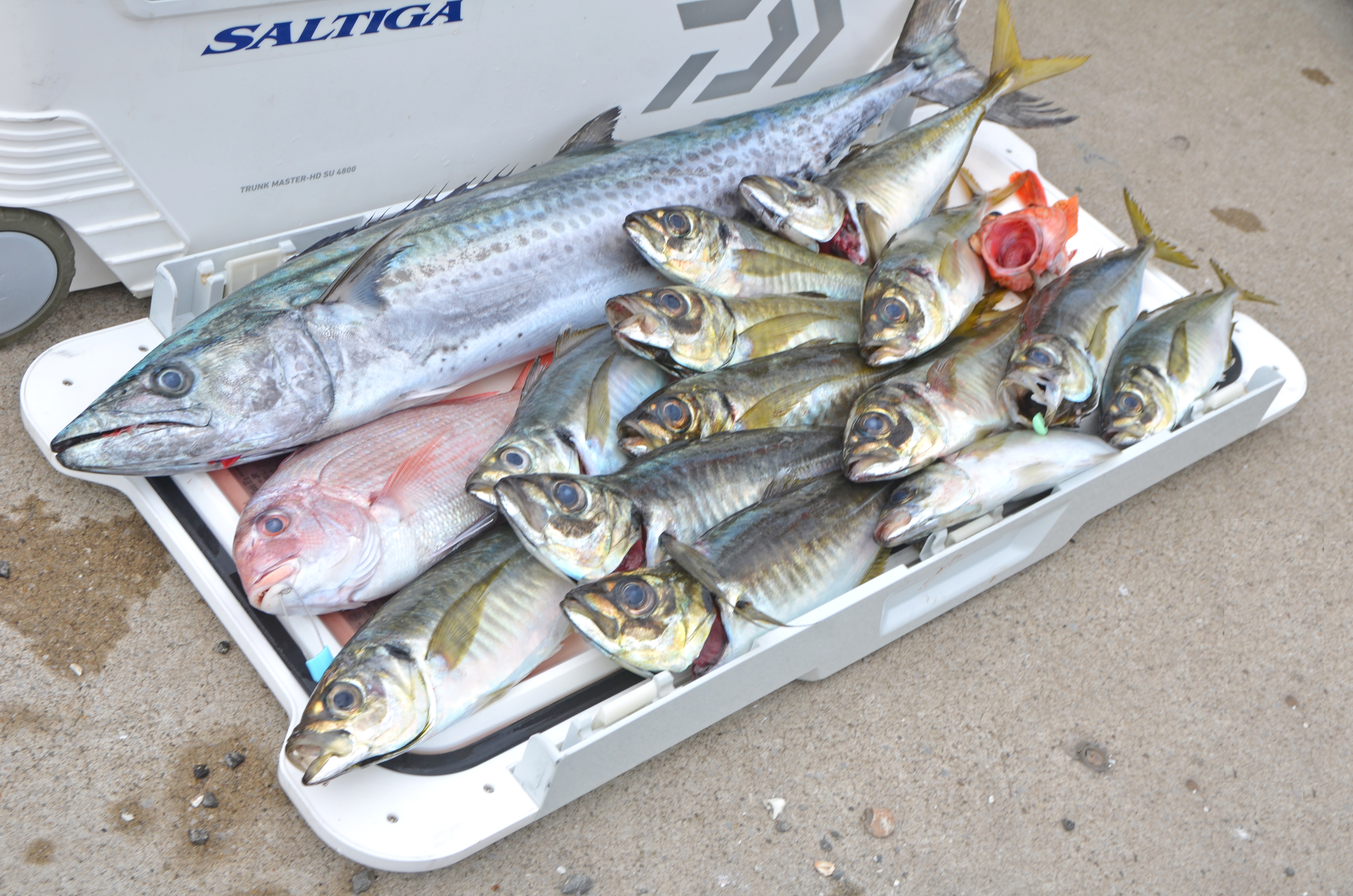 ✿サワラ・アジ・ウッカリカサゴ✿