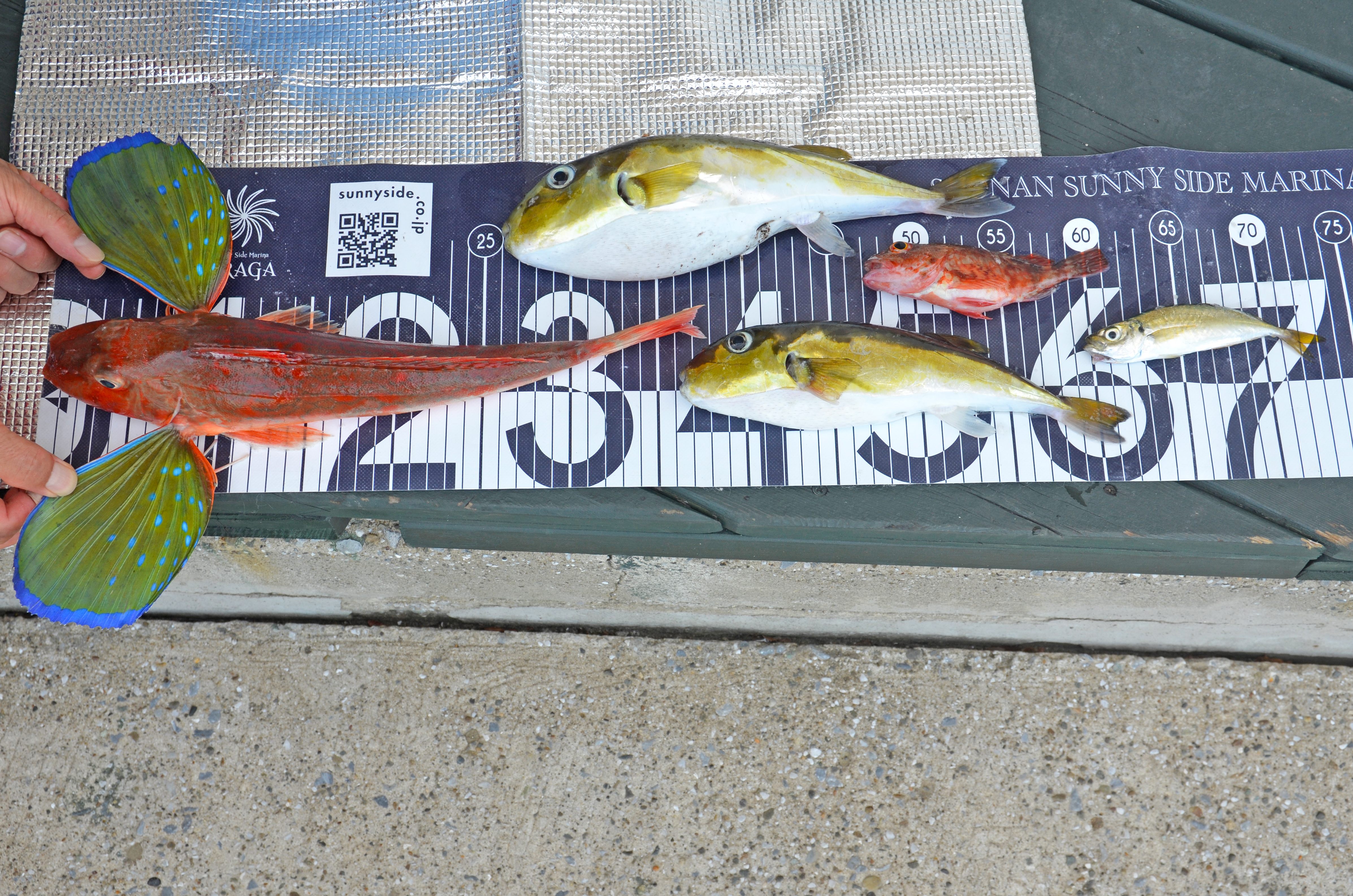 ✿ホウボウ・カサゴ・シロサバフグ、豆アジ✿