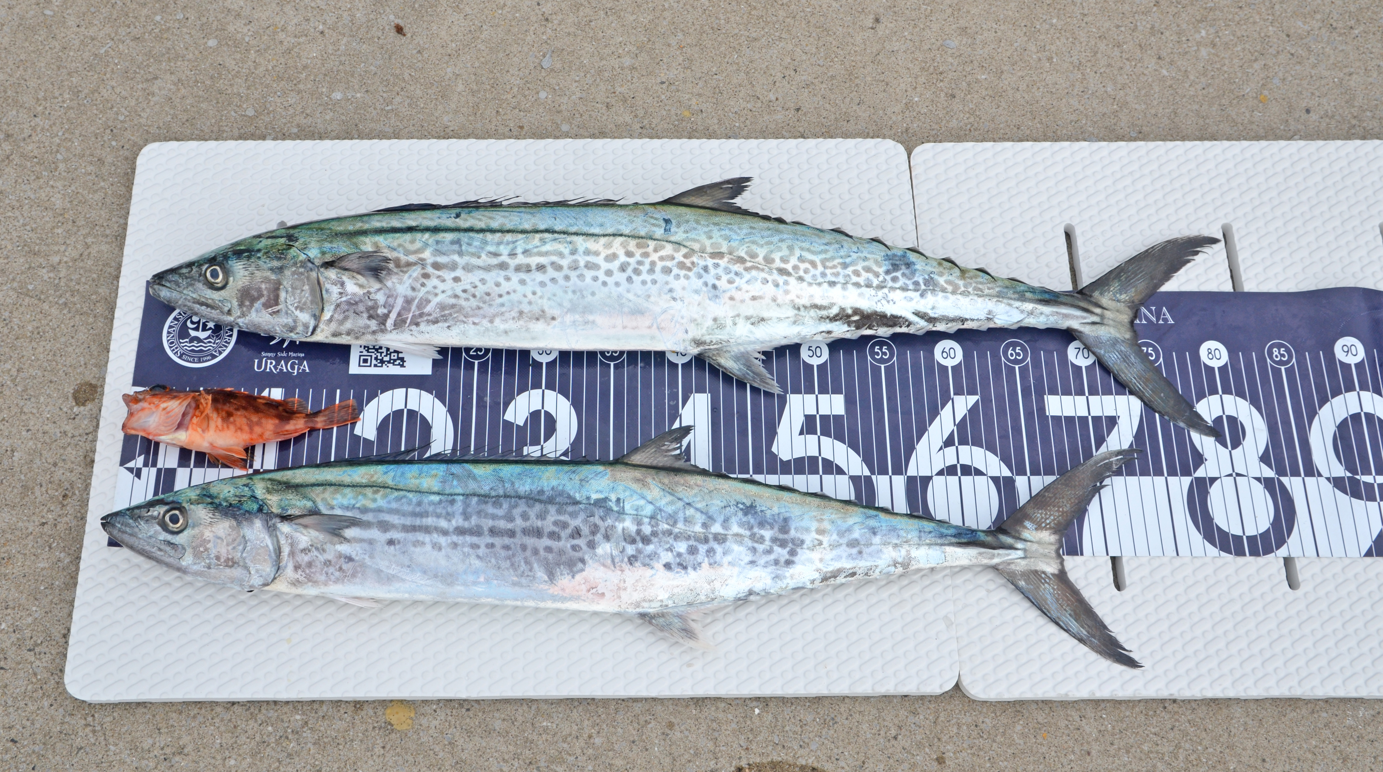 ✿サワラ・カサゴ✿