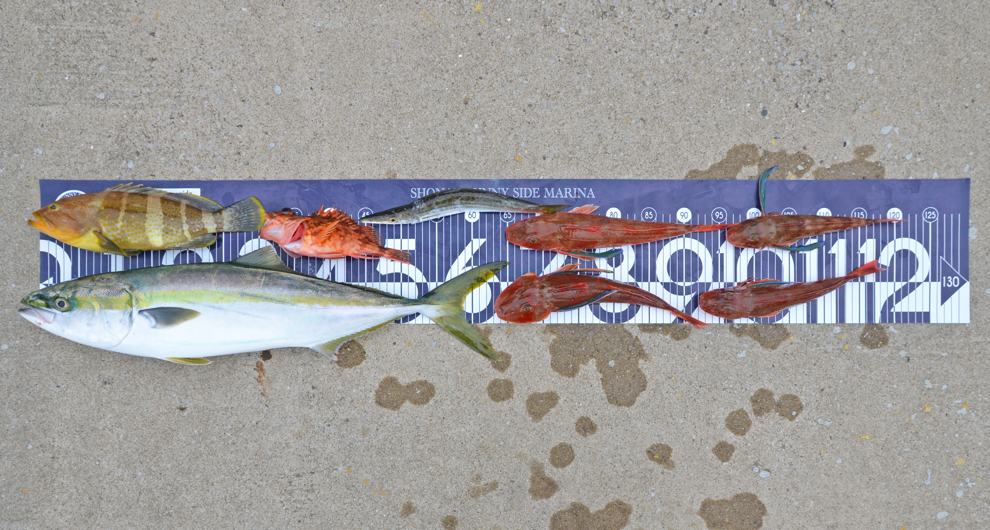 ✿ワラサ・キジハタ・ホウボウ・カサゴ・カマス✿