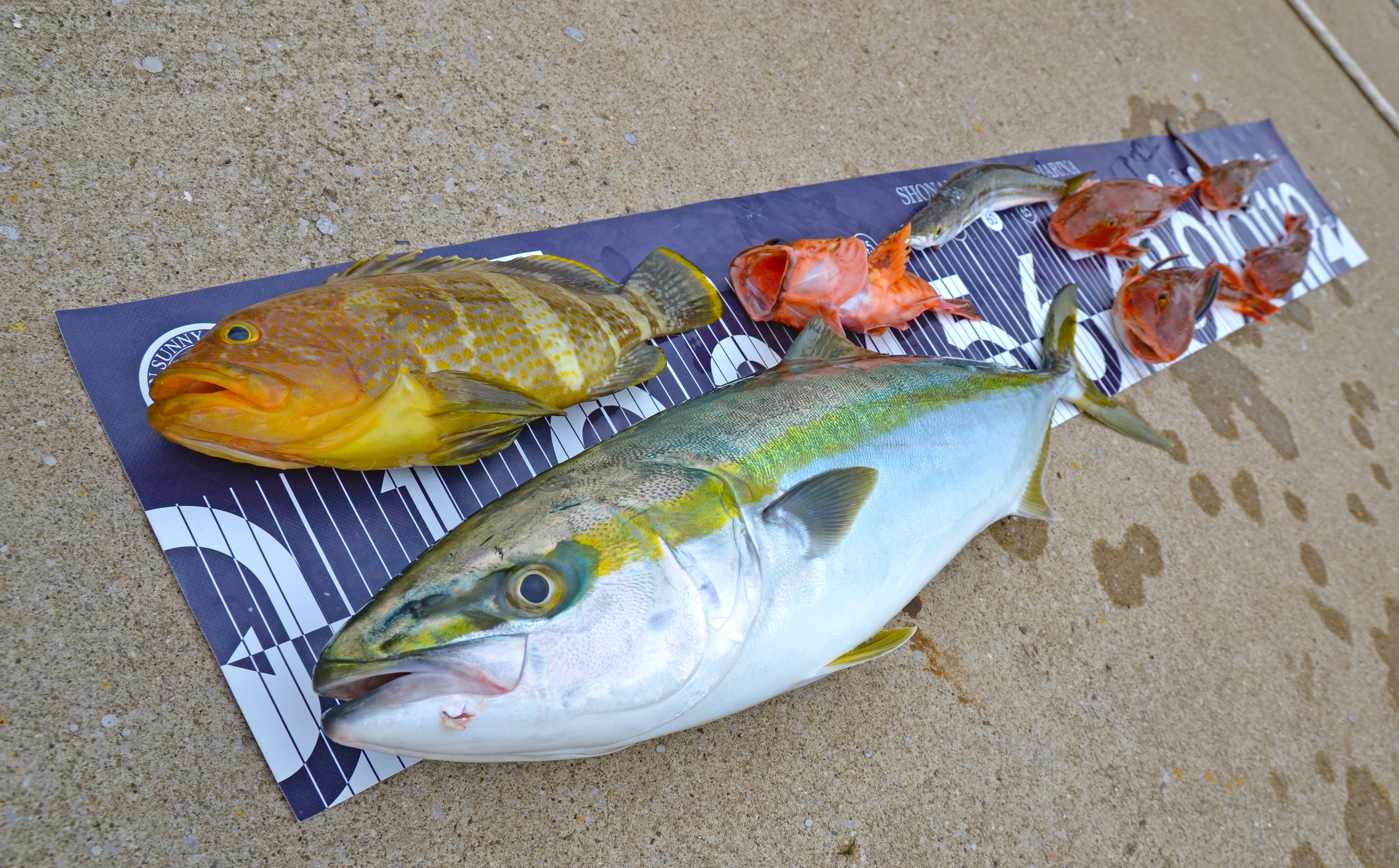 ✿ワラサ・キジハタ・ホウボウ・カサゴ・カマス✿