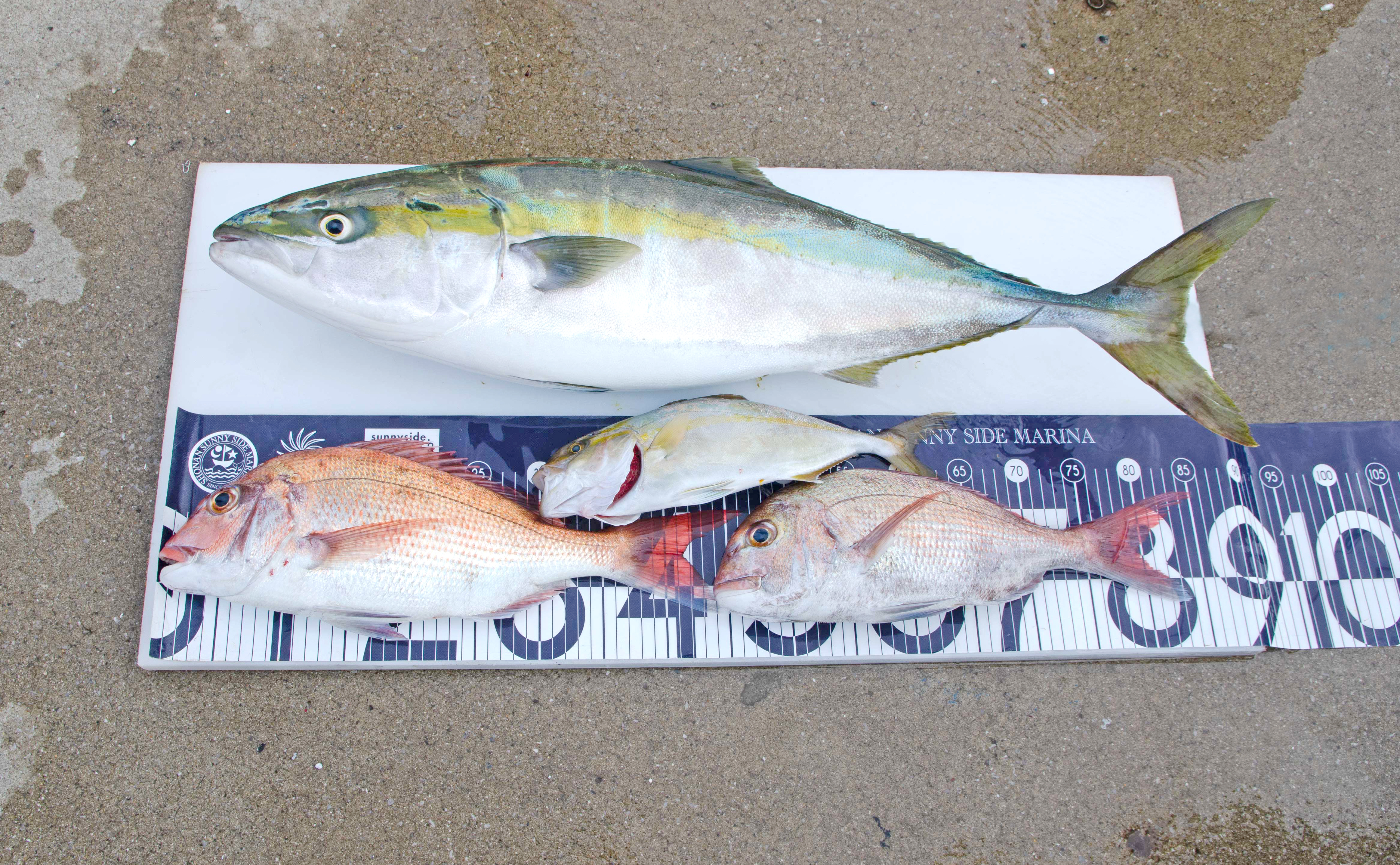 ✿ブリ・マダイ・ショゴ✿