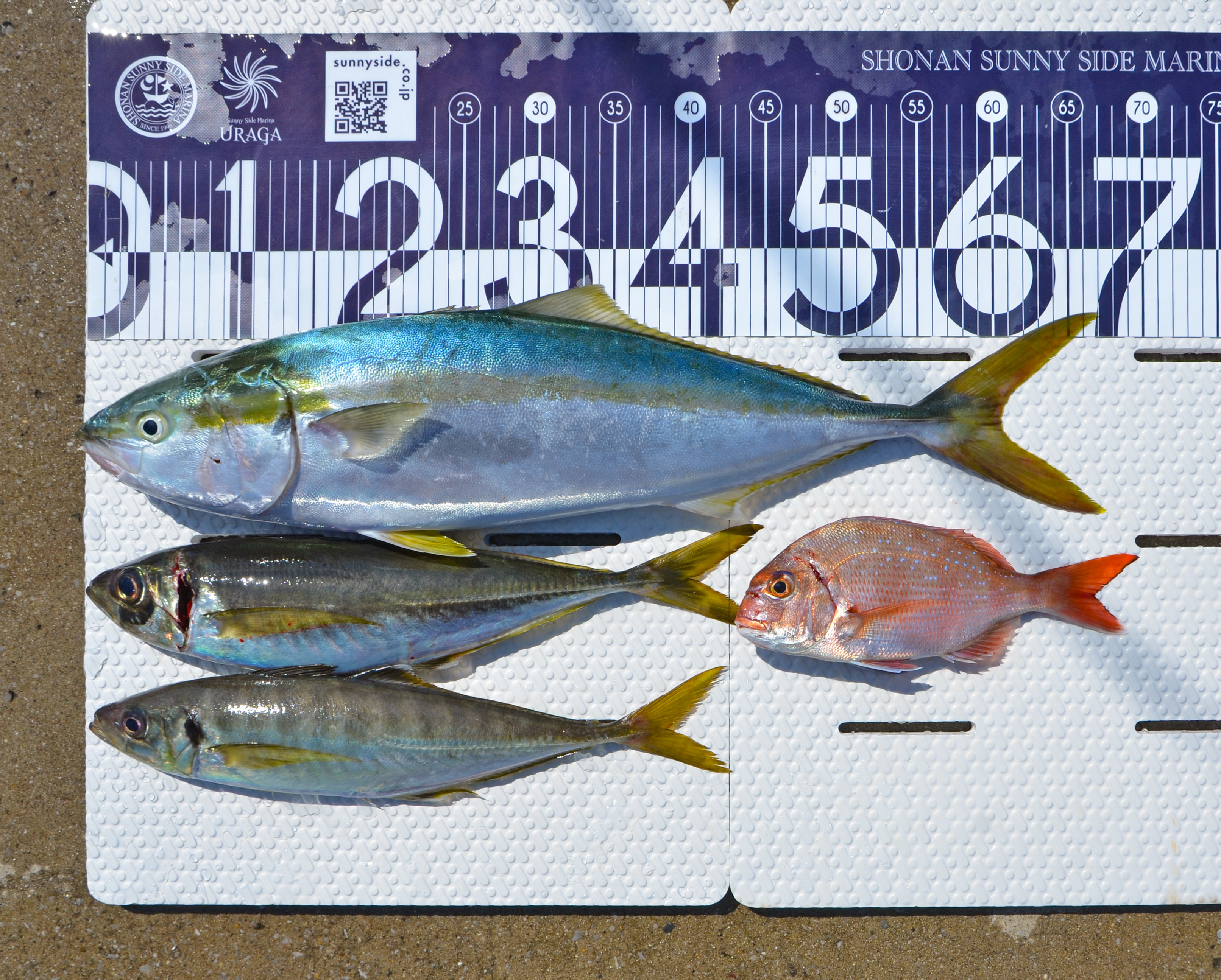 ✿ワラサ・アジ・チダイ✿