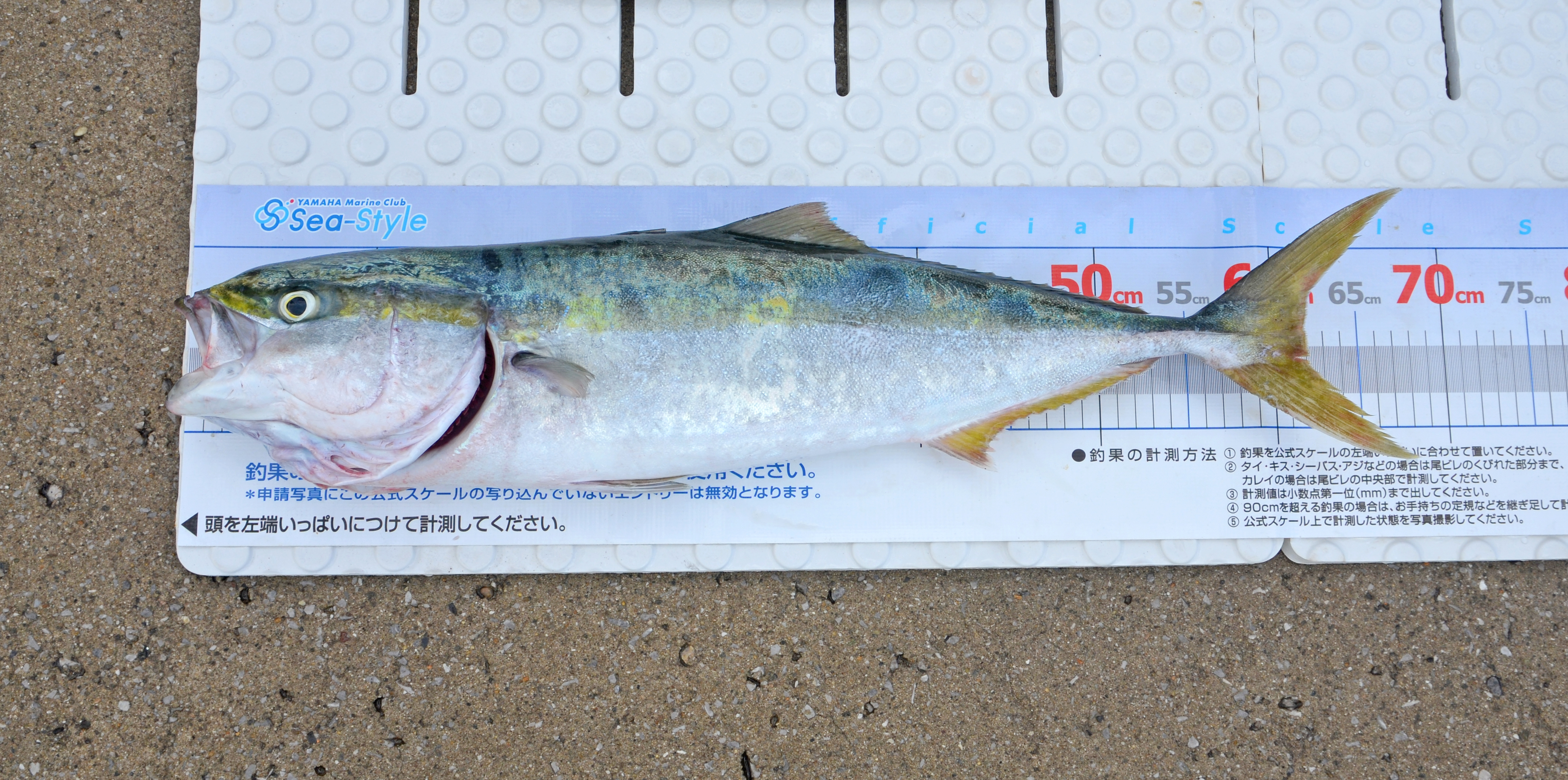 ✿タチウオ・アジ・ワラサ・シーバス✿