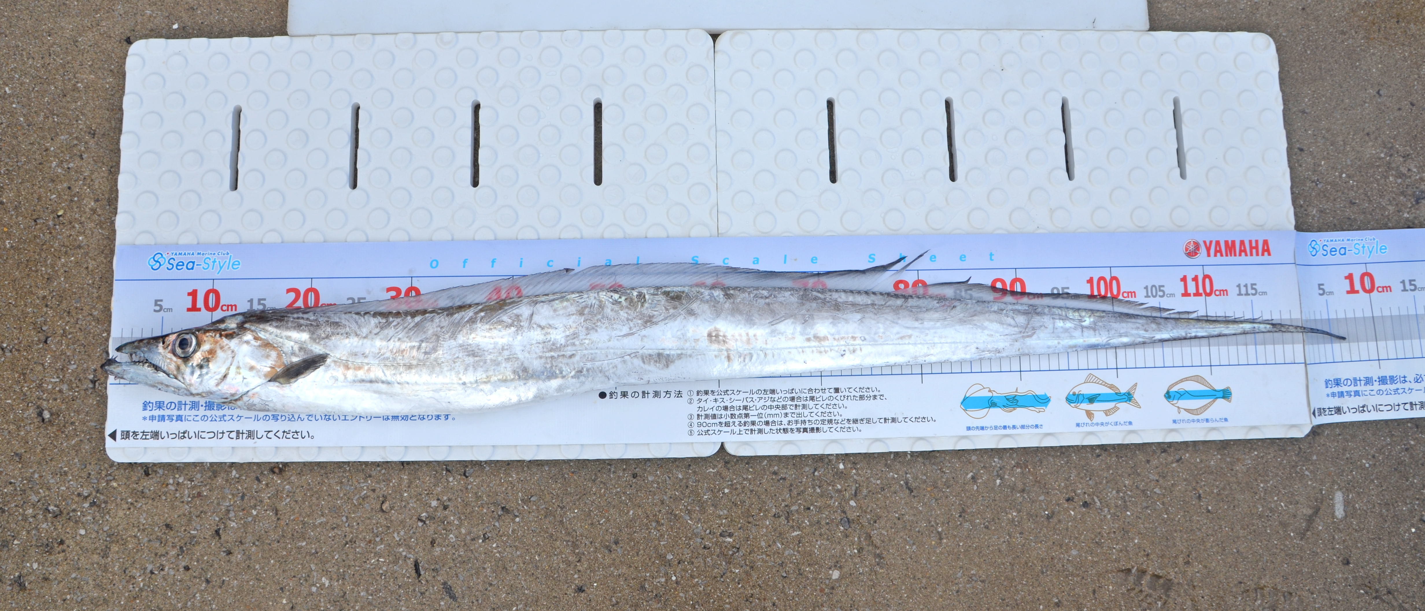 ✿タチウオ・アジ・ワラサ・シーバス✿