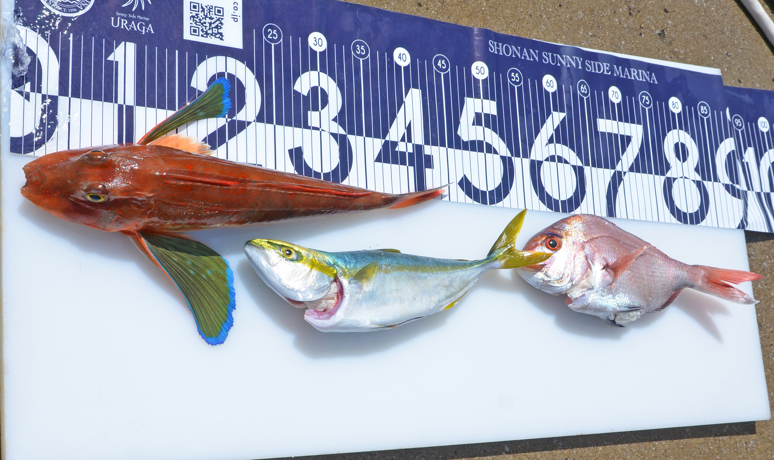 ✿ホウボウ・マダイ・イナダ✿