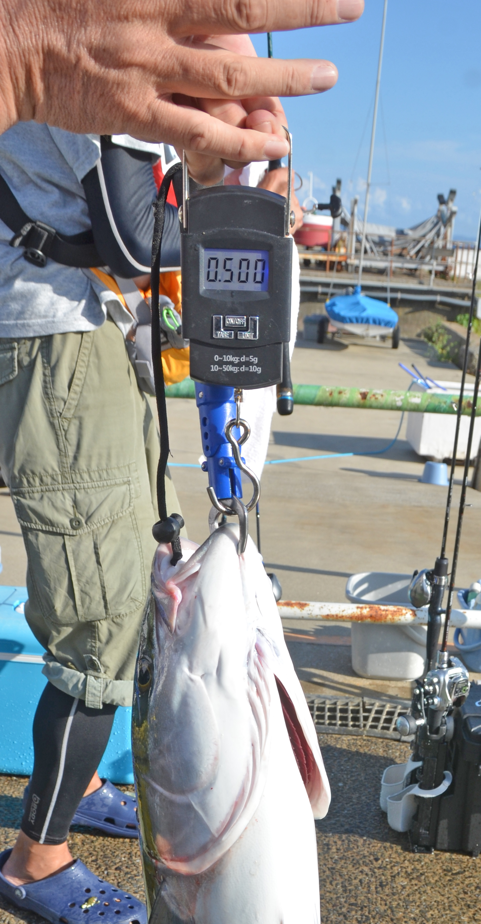 ✿ブリ・アジ・タチウオ・カサゴ・ホウボウ✿