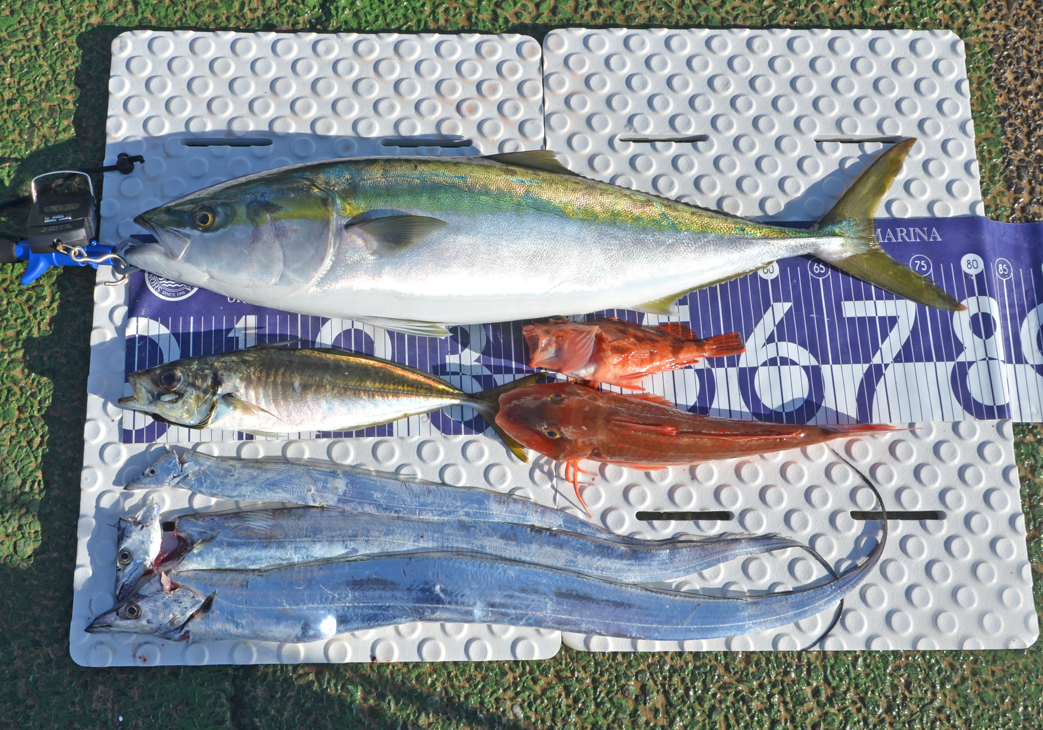 ✿ブリ・アジ・タチウオ・カサゴ・ホウボウ✿