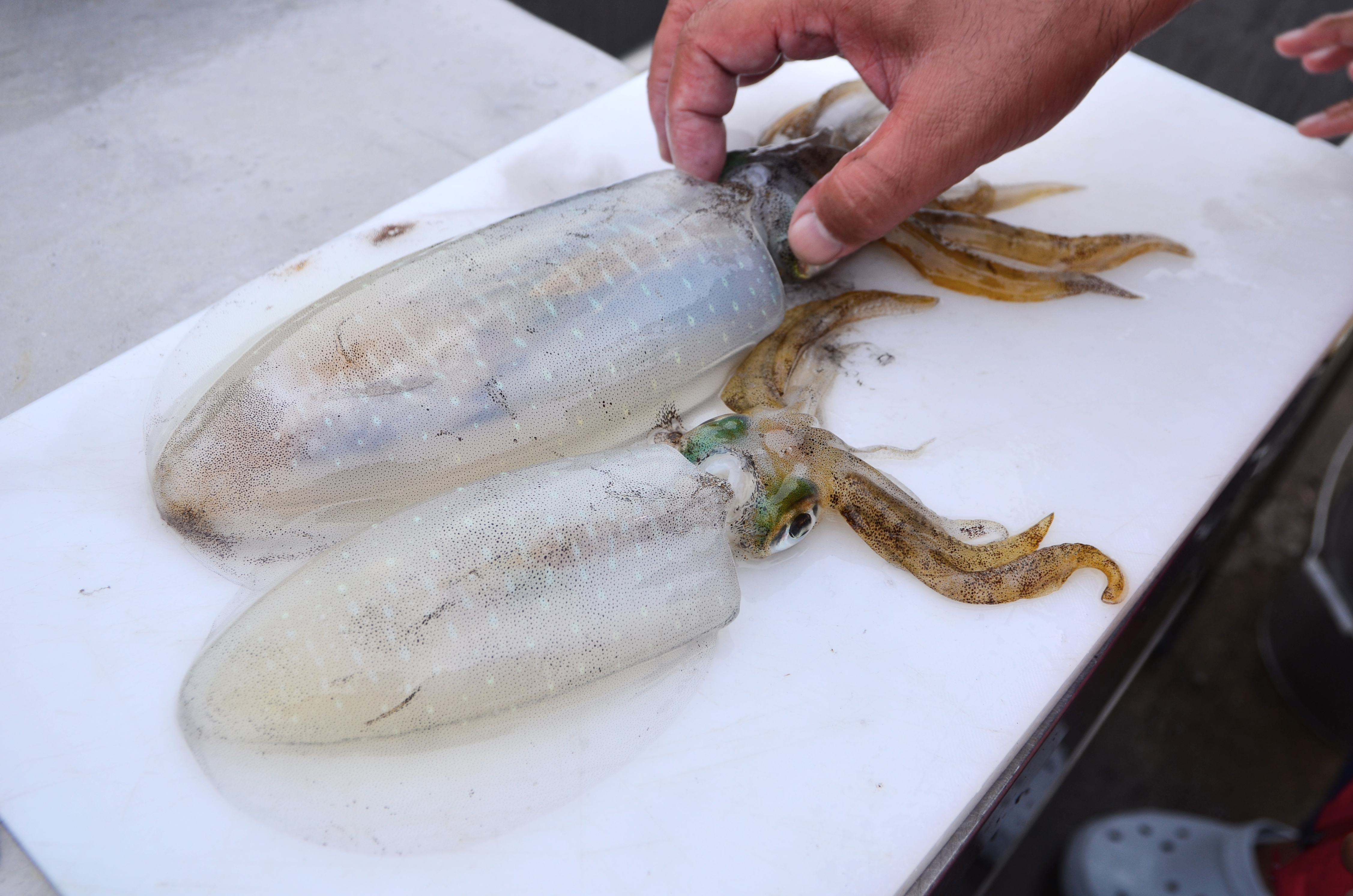 ✿アオリイカ✿