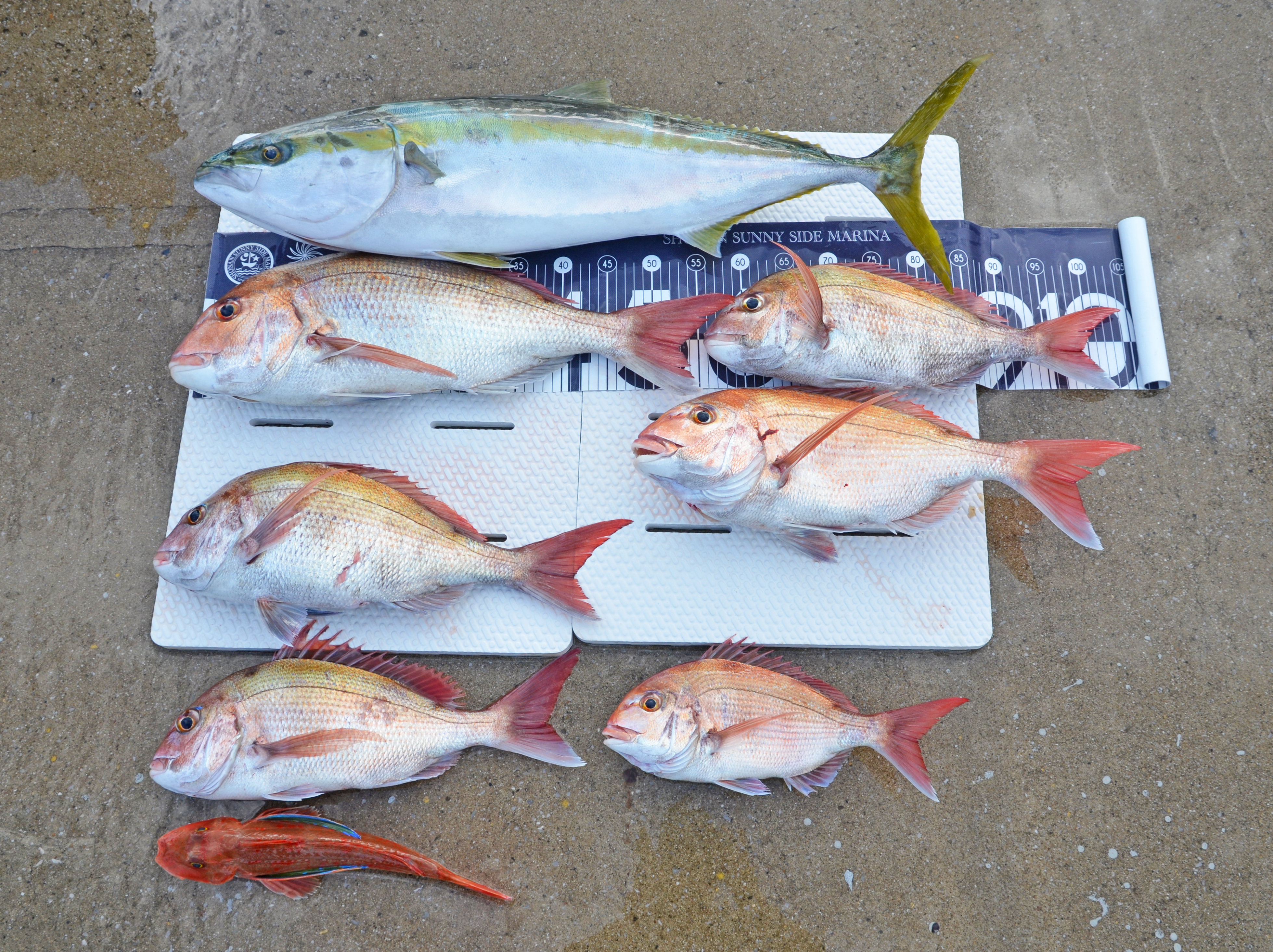 ✿ブリ・マダイ・ホウボウ✿