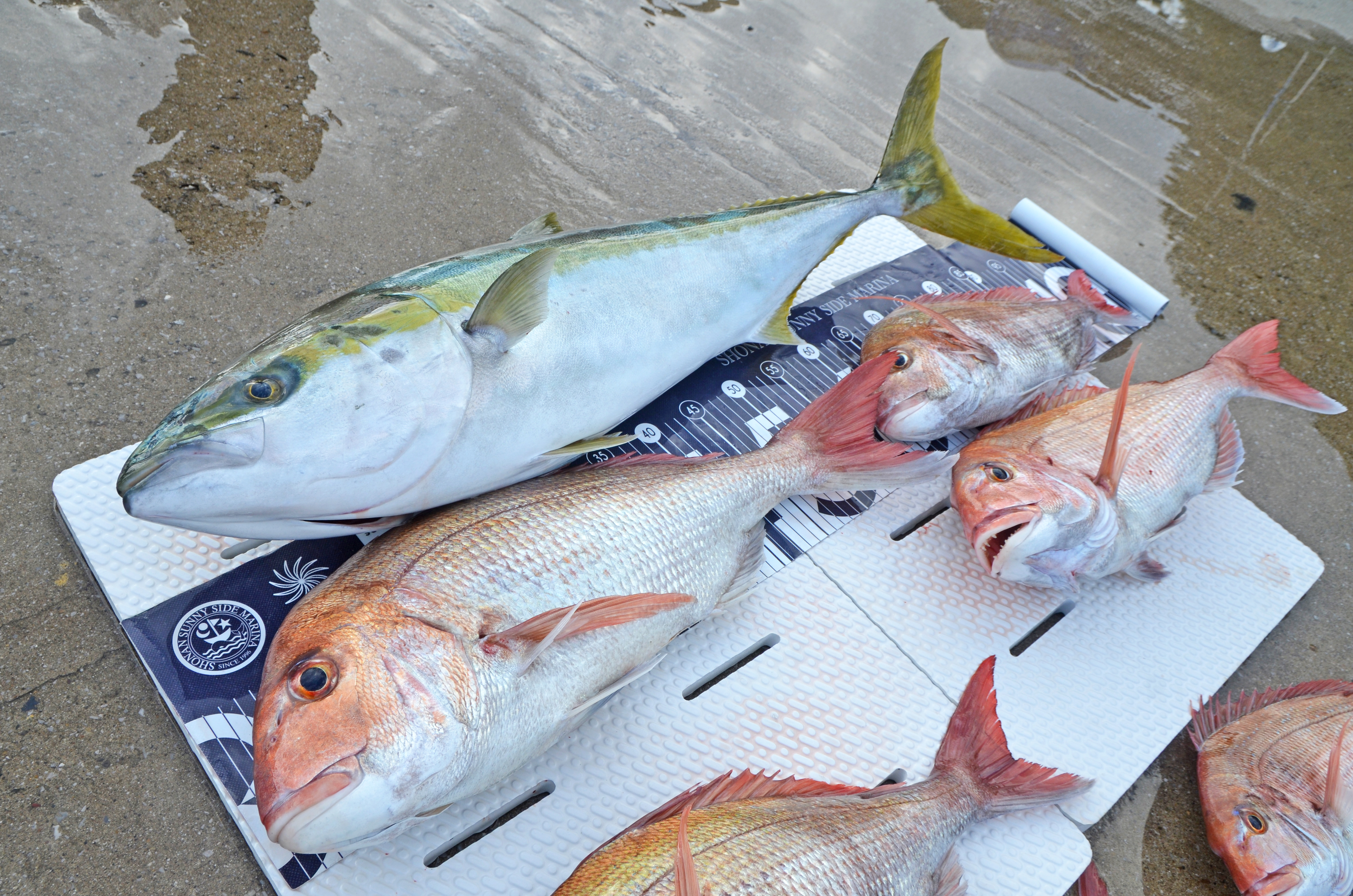 ✿ブリ・マダイ・ホウボウ✿