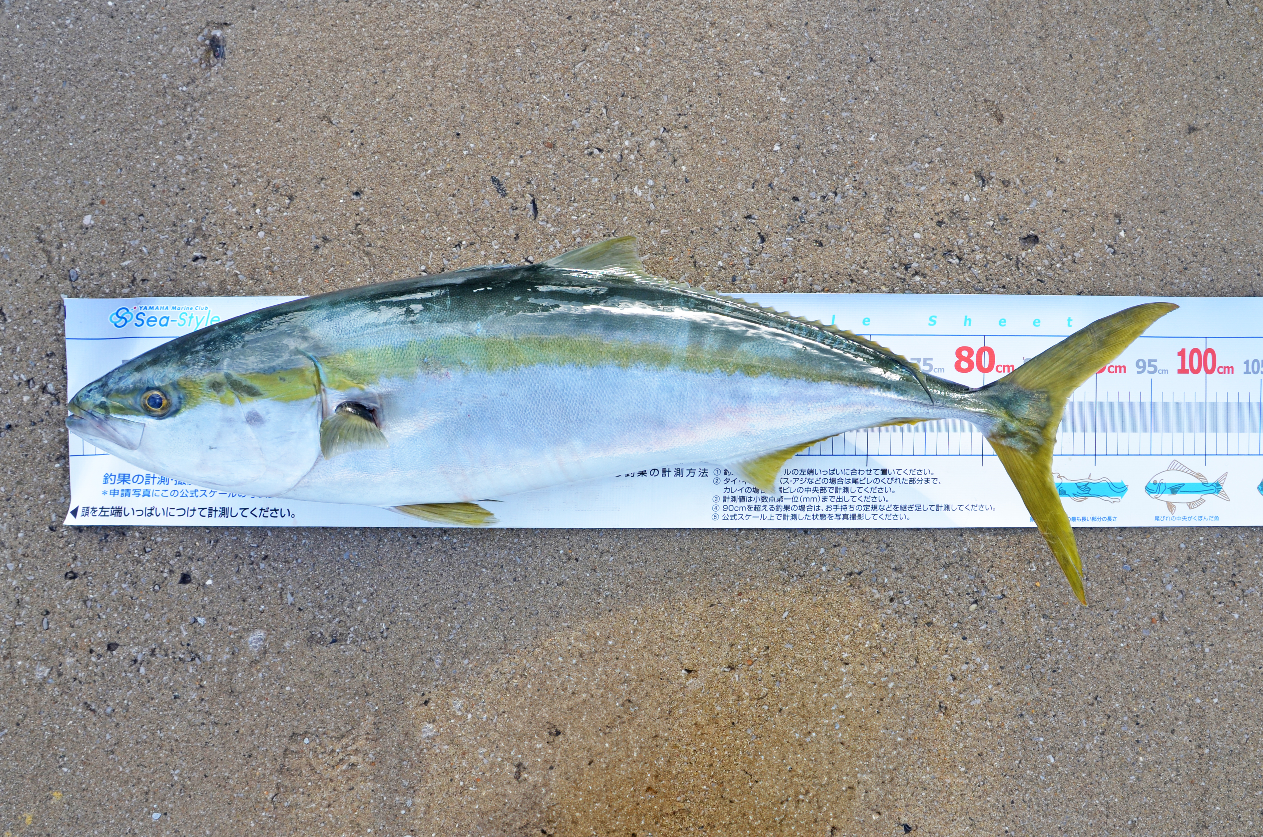 ✿ブリ・マダイ・ホウボウ✿