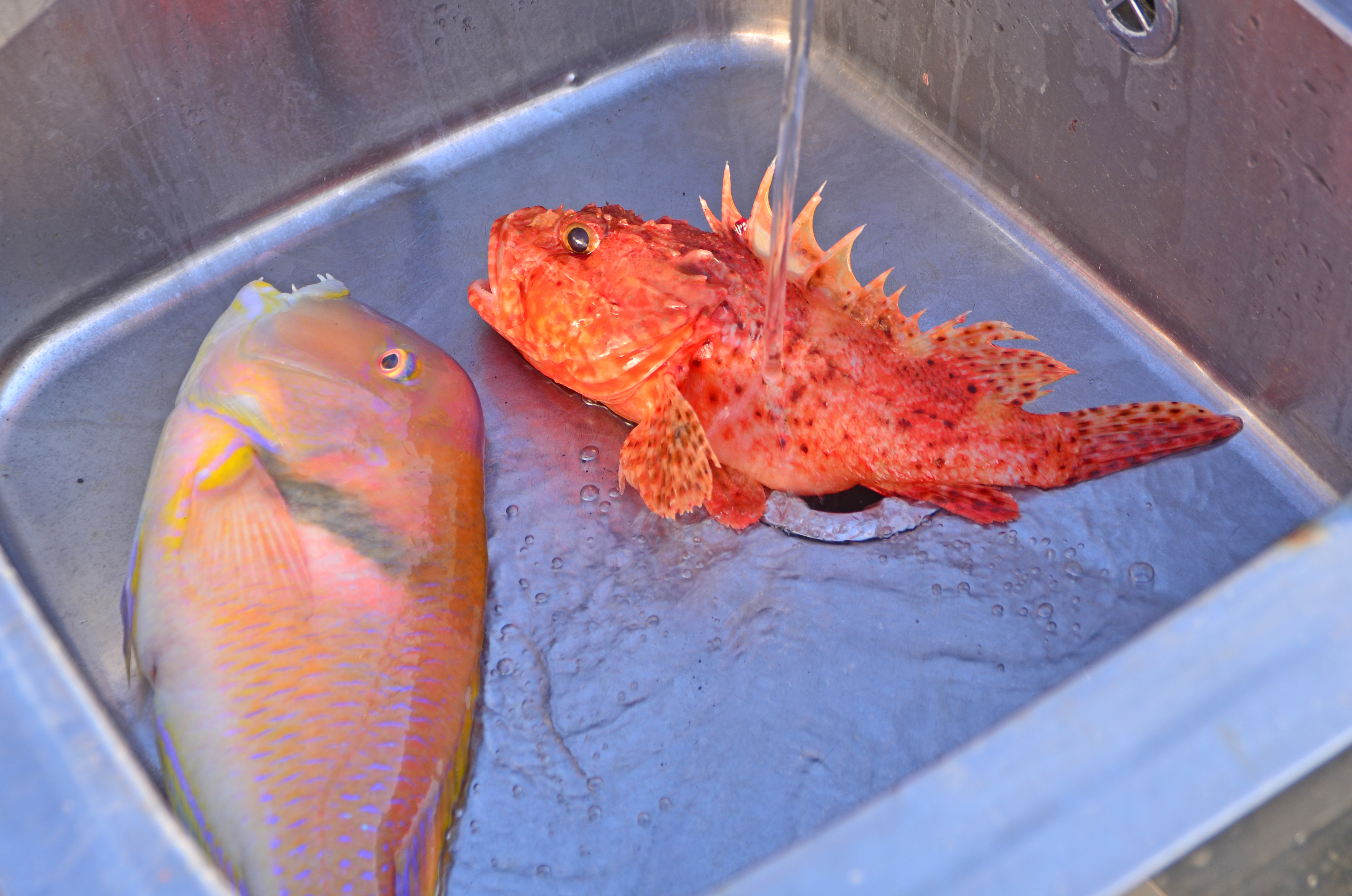 ✿マダイ・オニカサゴ・イラ✿