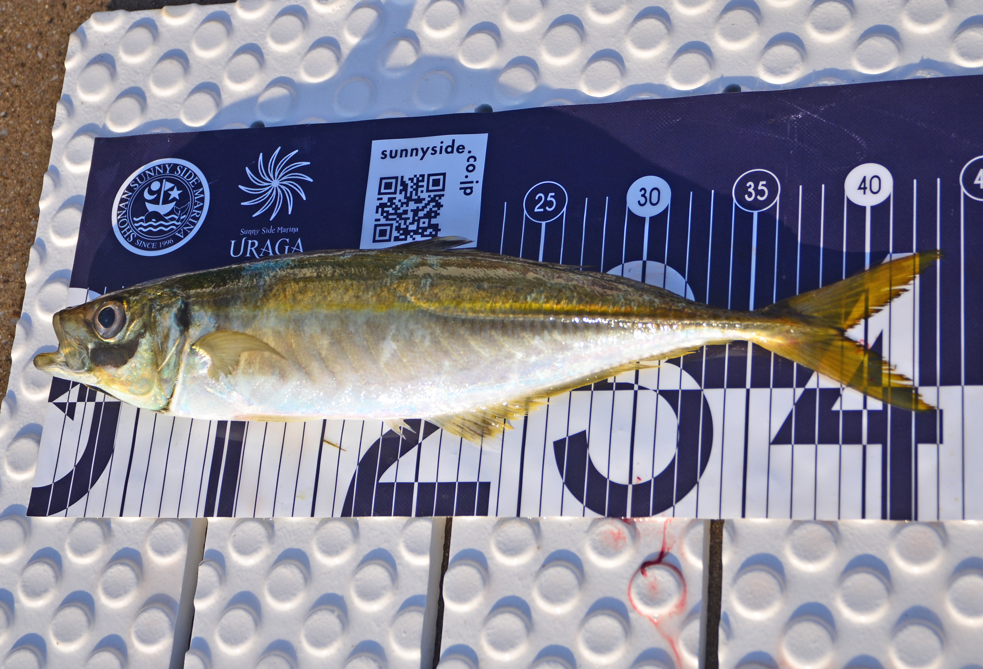 ✿アジ・ホウボウ・イサキ✿