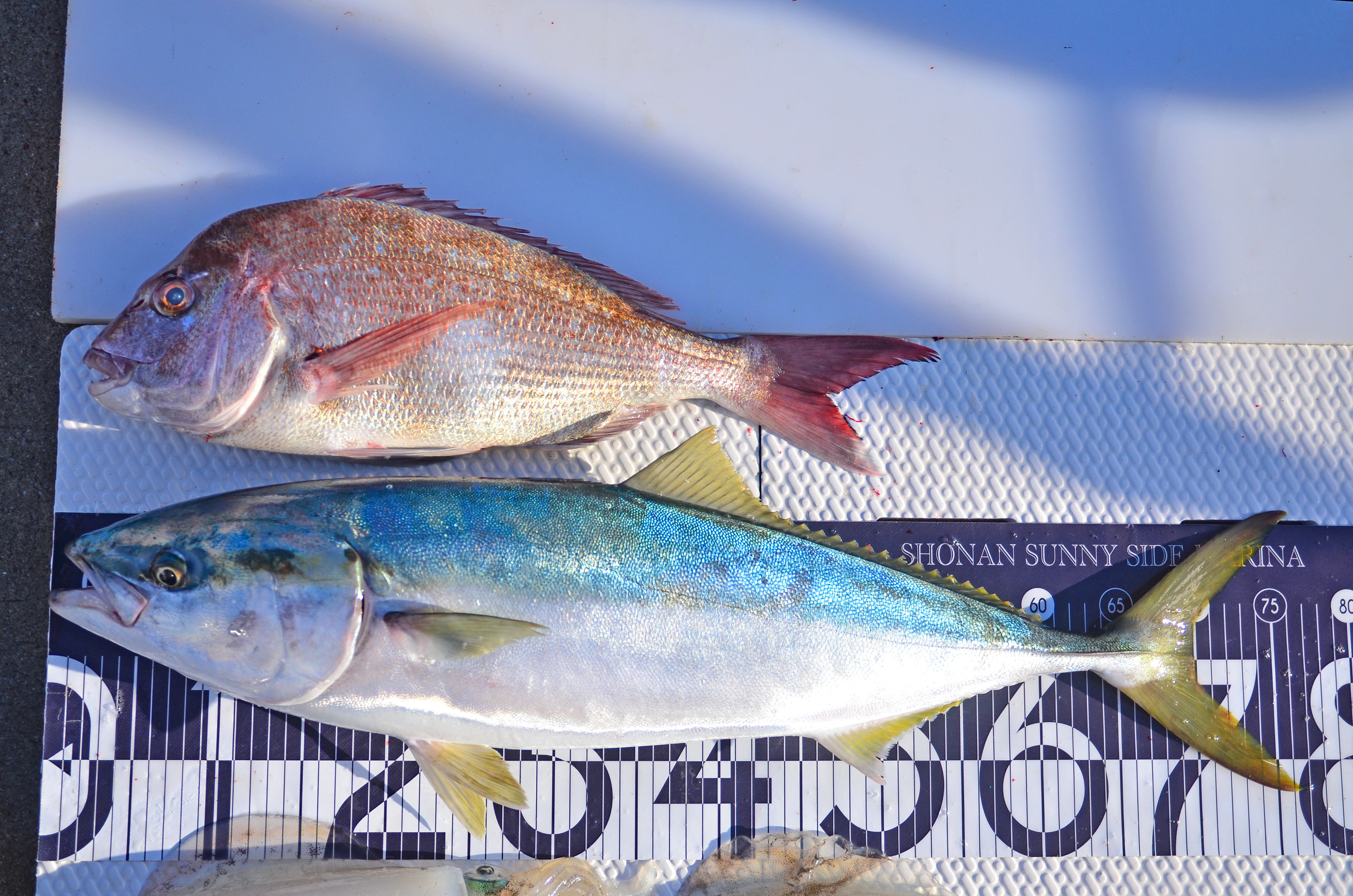 ✿マダイ・ワラサ・アオリイカ・モンゴウイカ✿