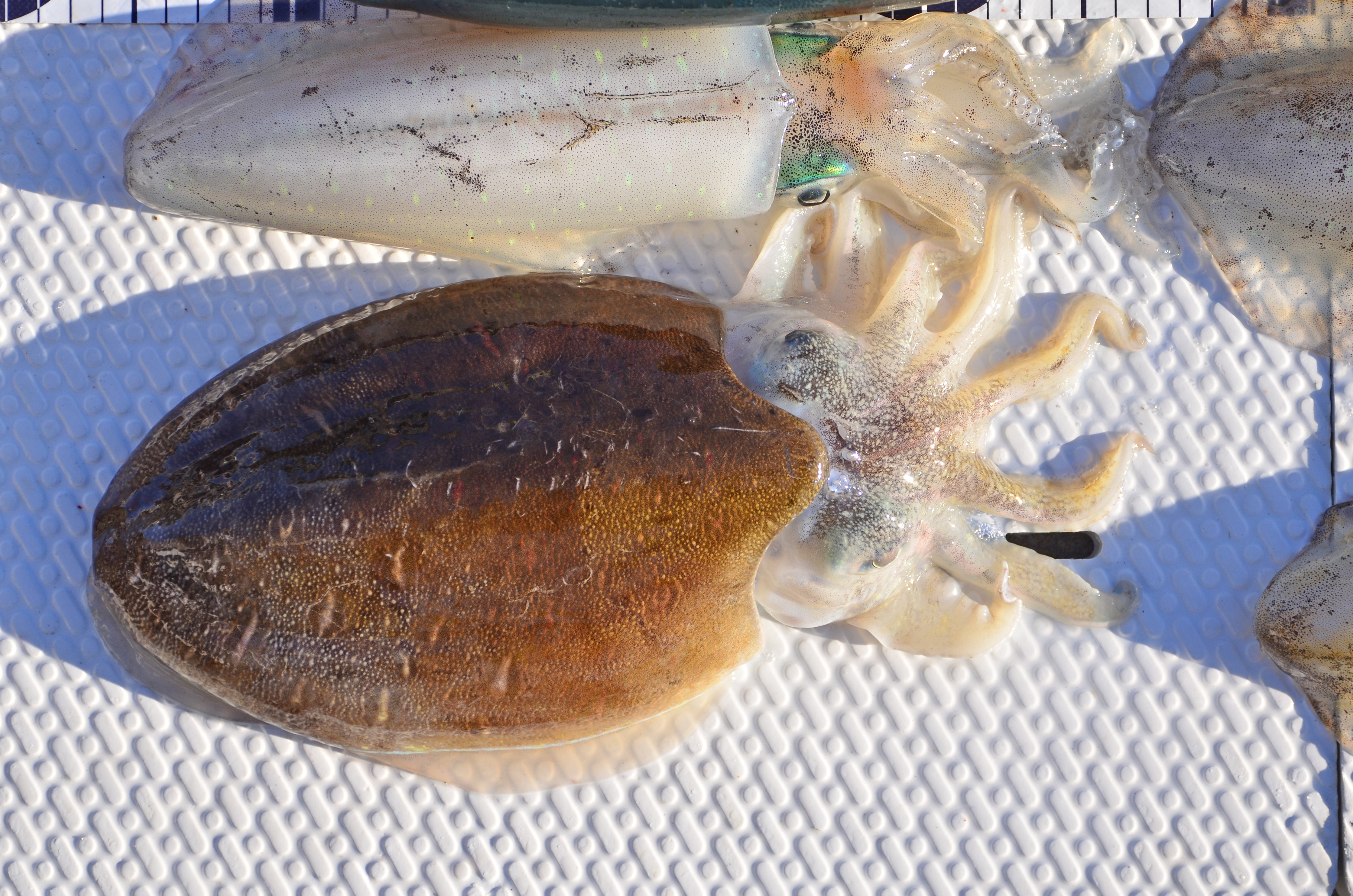 ✿マダイ・ワラサ・アオリイカ・モンゴウイカ✿