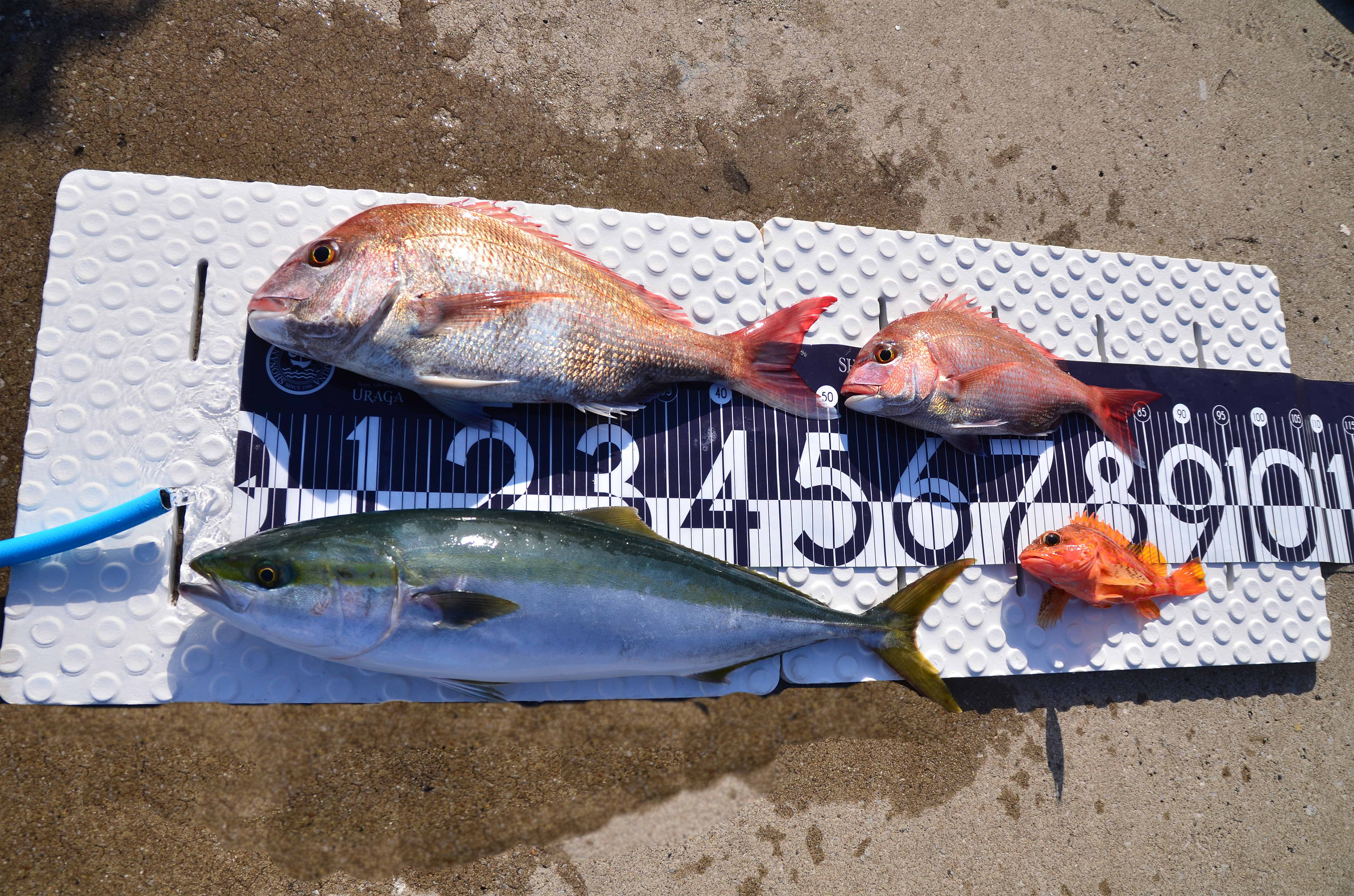 ✿マダイ・ワラサ・ウッカリカサゴ✿