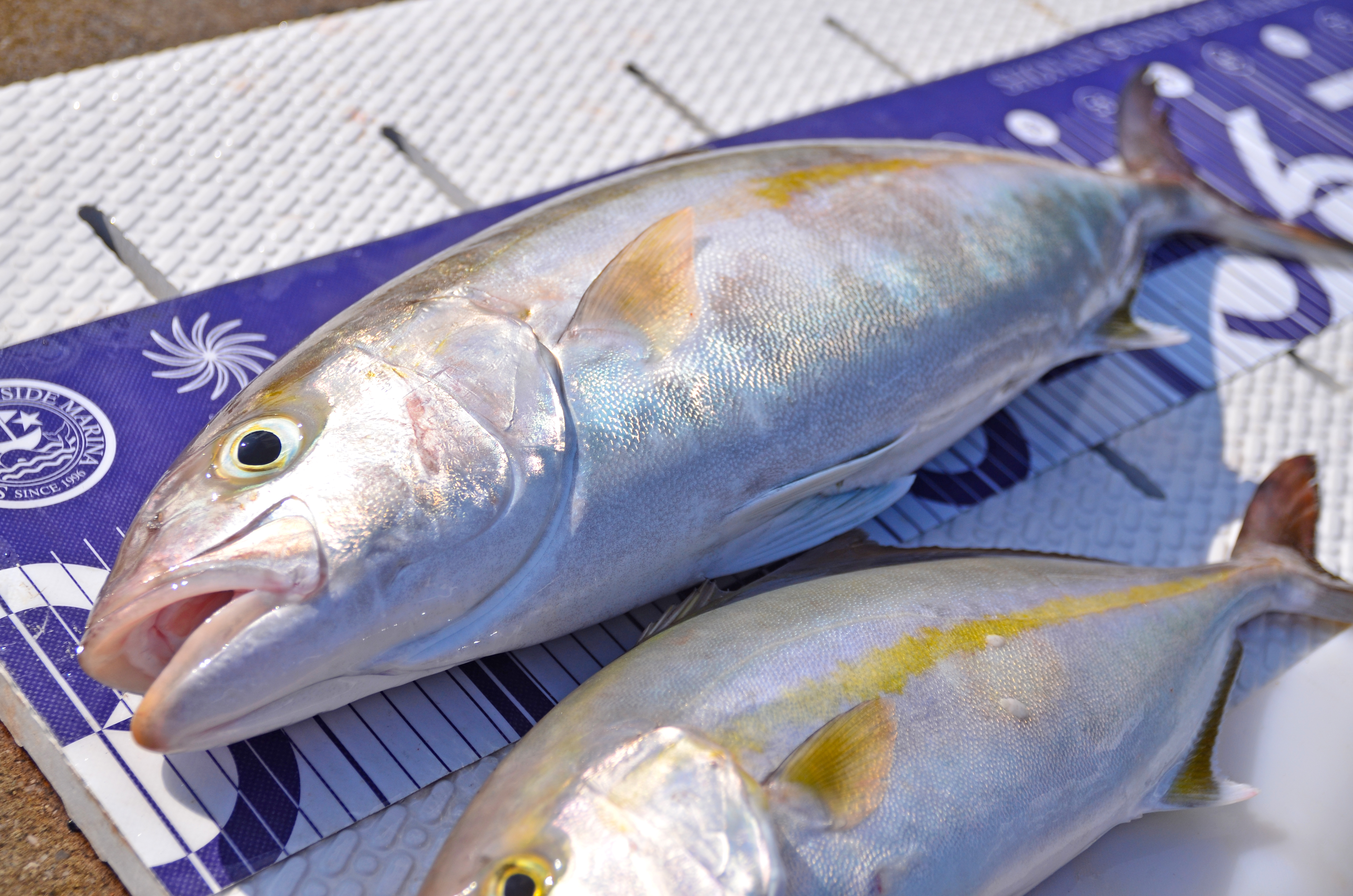 ✿カンパチ・ショゴ✿
