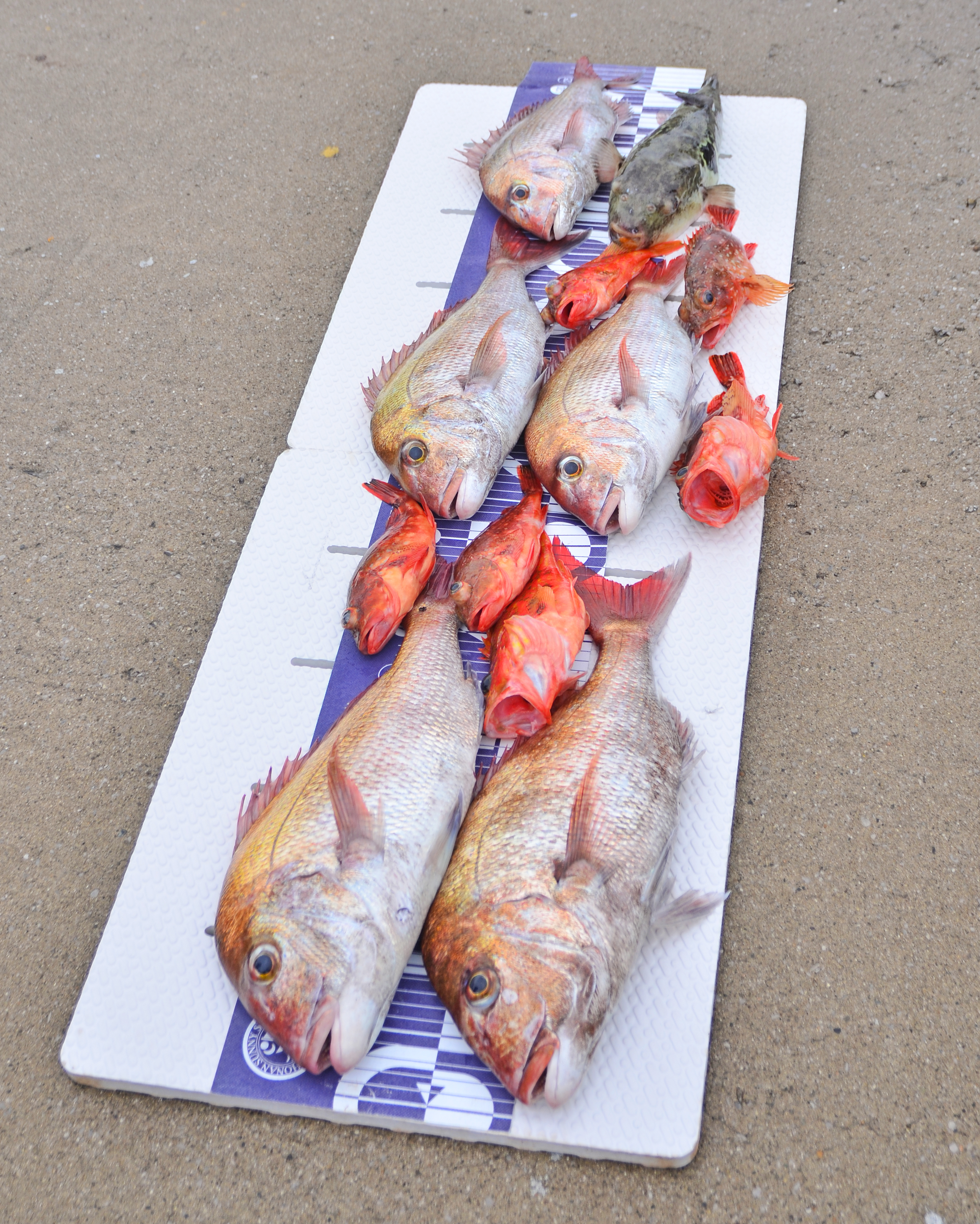 ✿マダイ・カサゴ・トラフグ✿