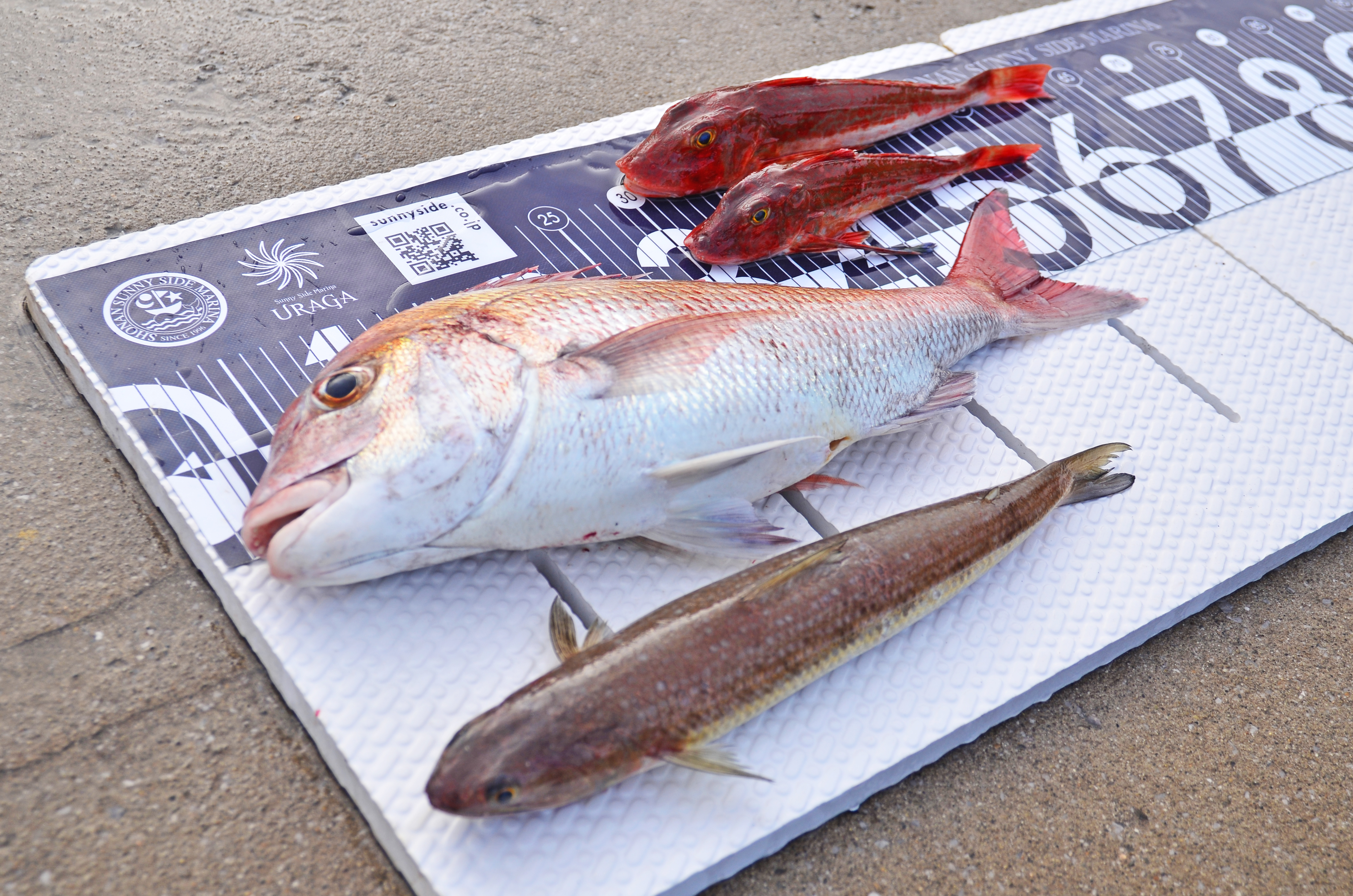 ✿マダイ・ホウボウ・エソ✿