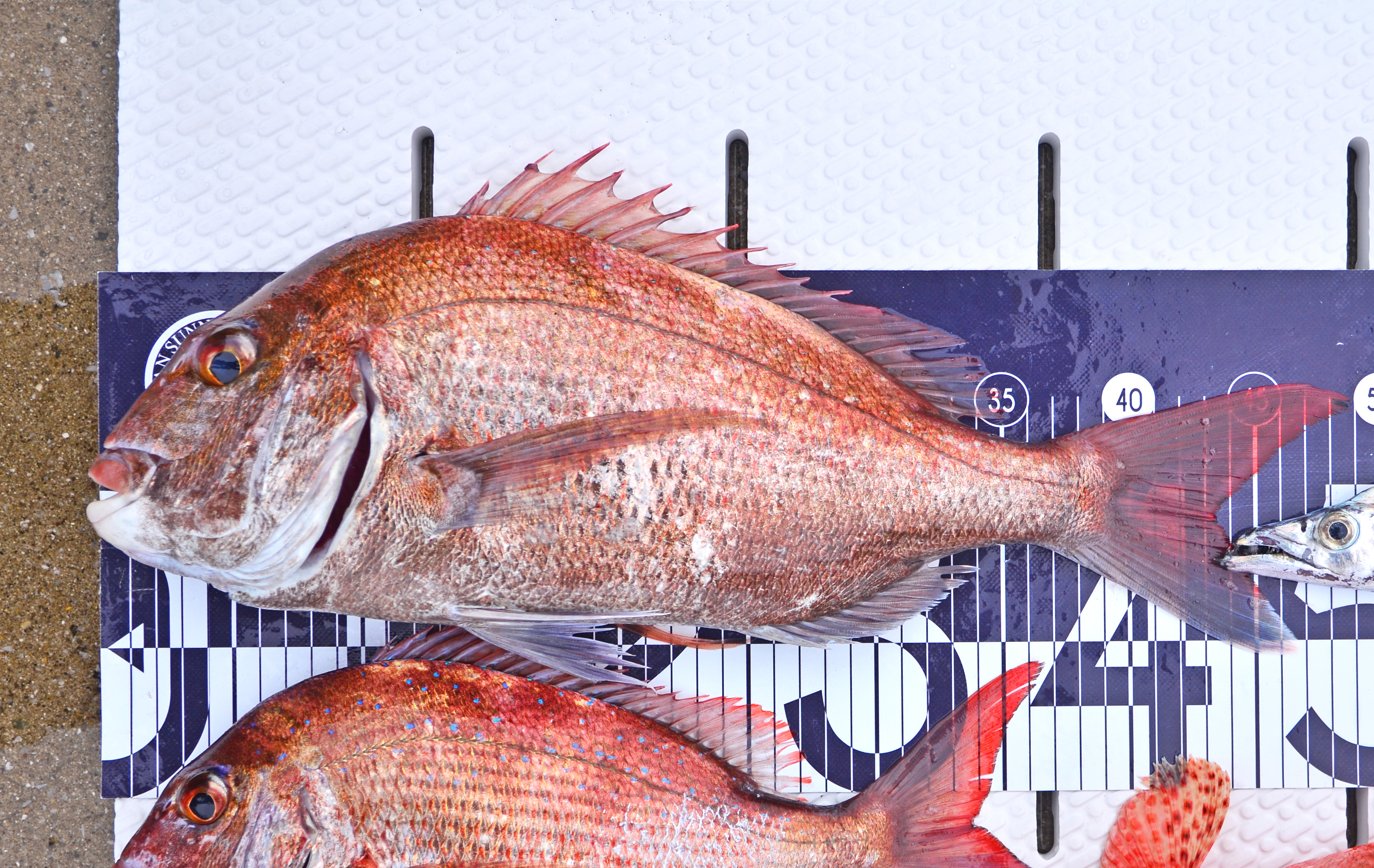 ✿マダイ・タチウオ・オニカサゴ✿