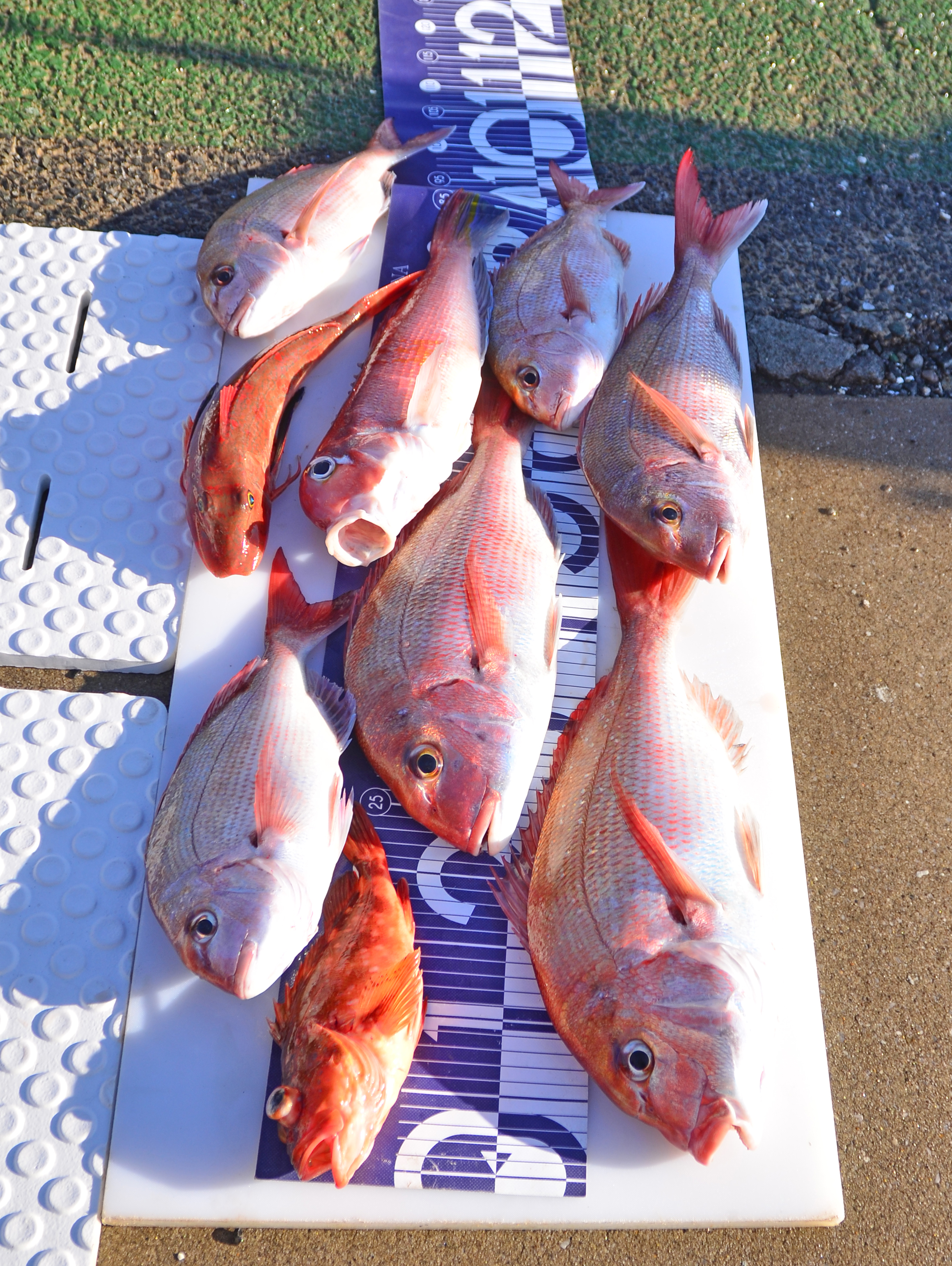 ✿マダイ・アマダイ・ホウボウ・ウッカリカサゴ✿