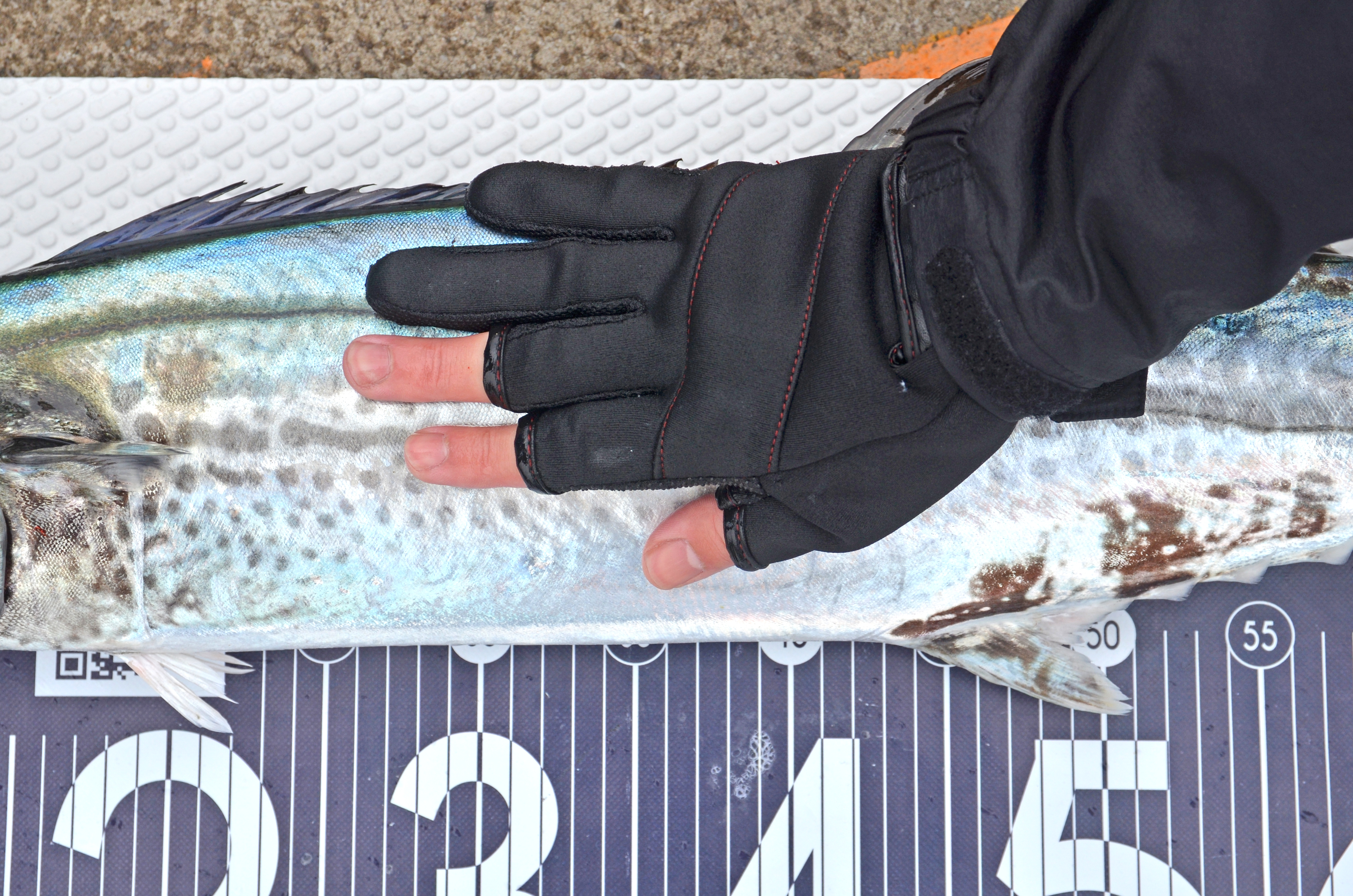 ✿サワラ・アジ✿