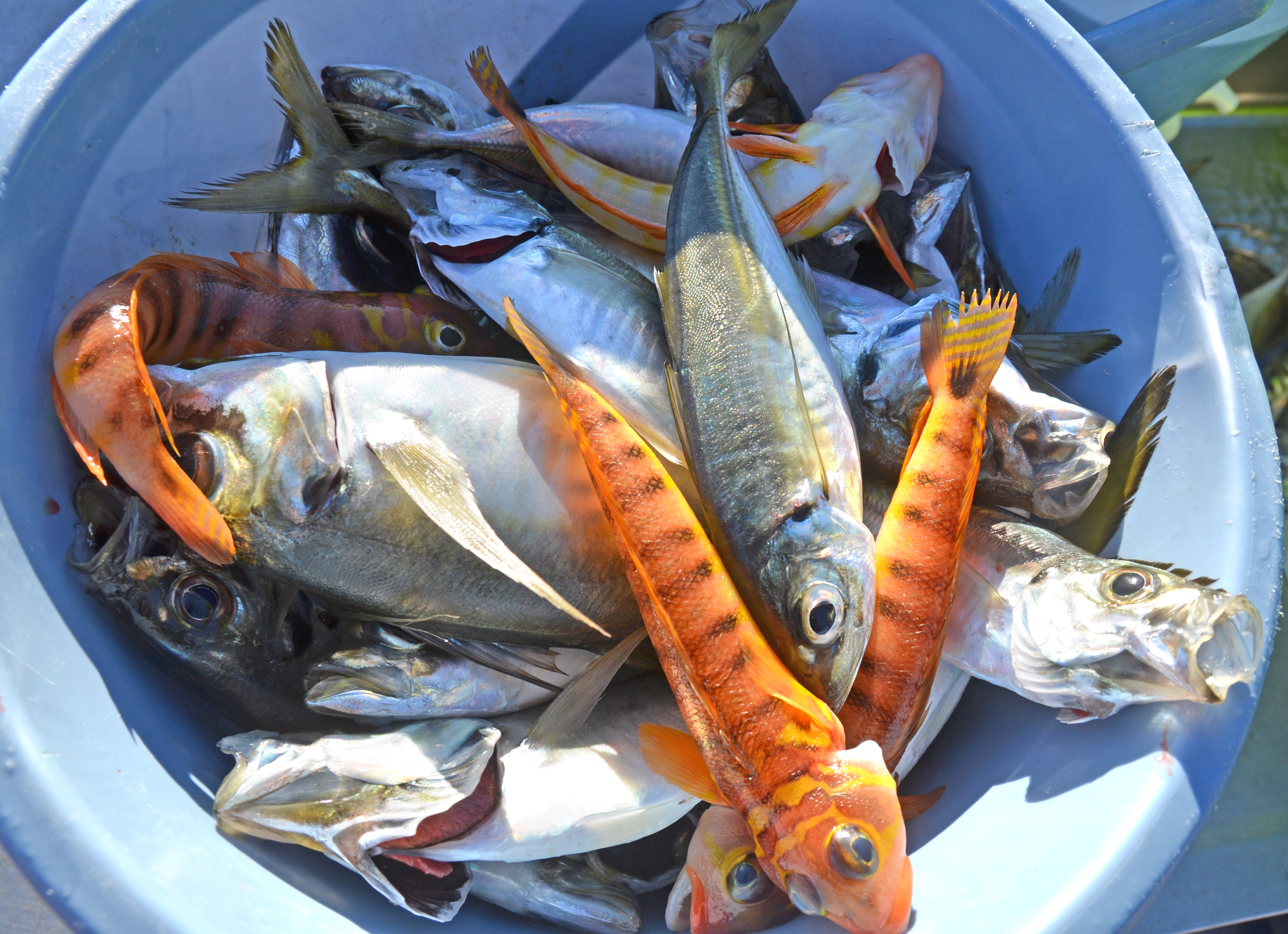 ✿ヒラメ・アジ・トラギス✿