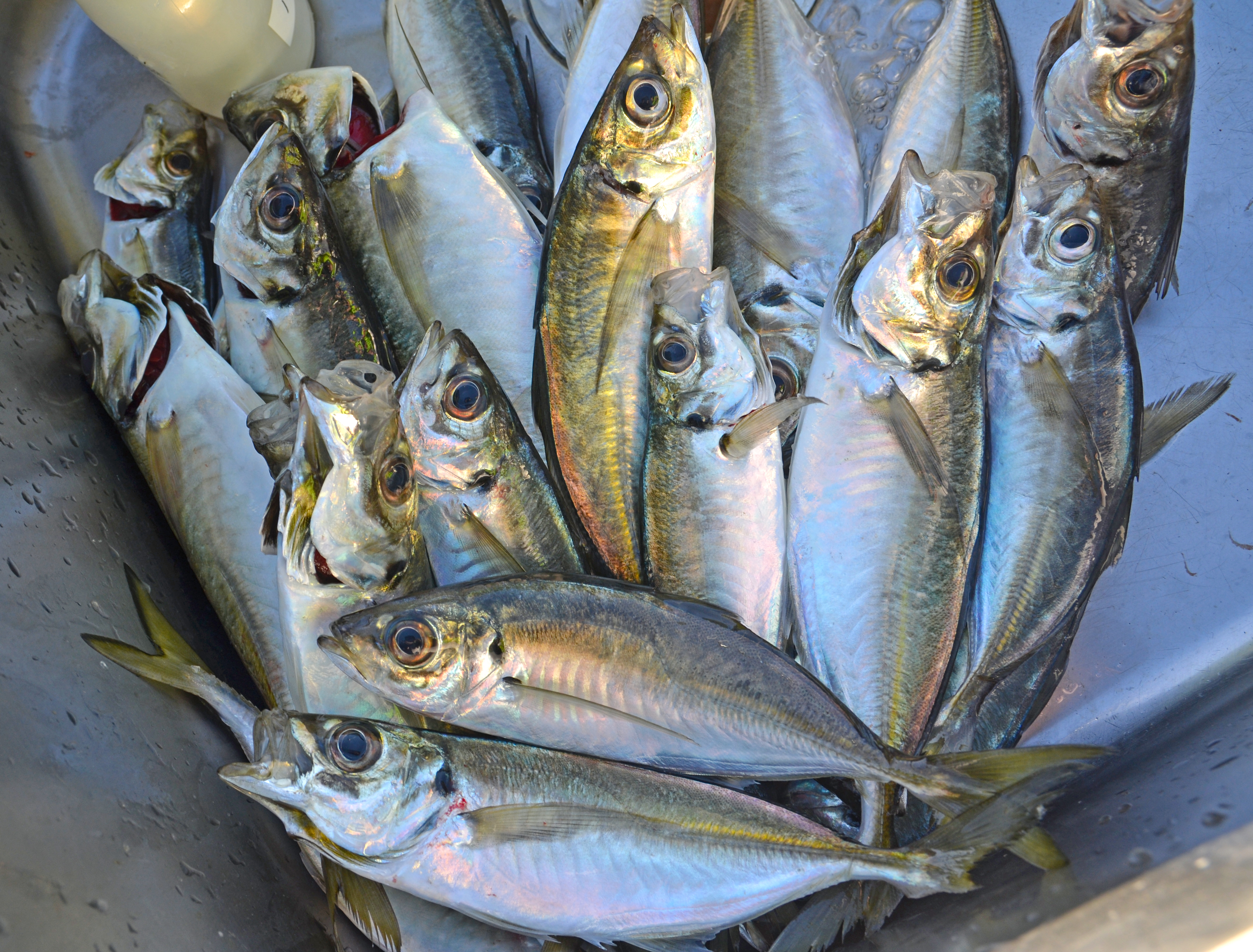 ✿ヒラメ・アジ・トラギス✿