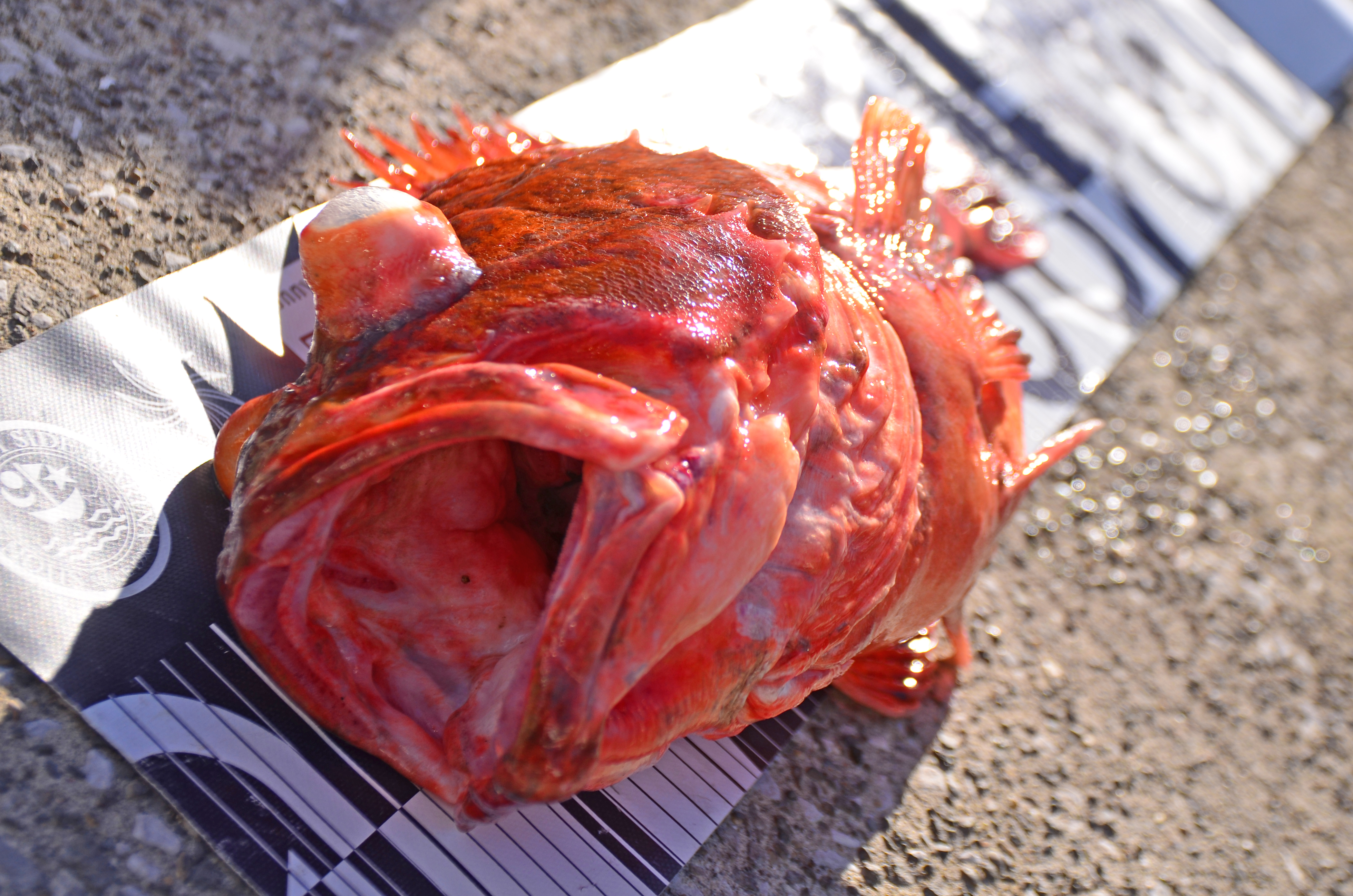 ✿ウッカリカサゴ✿