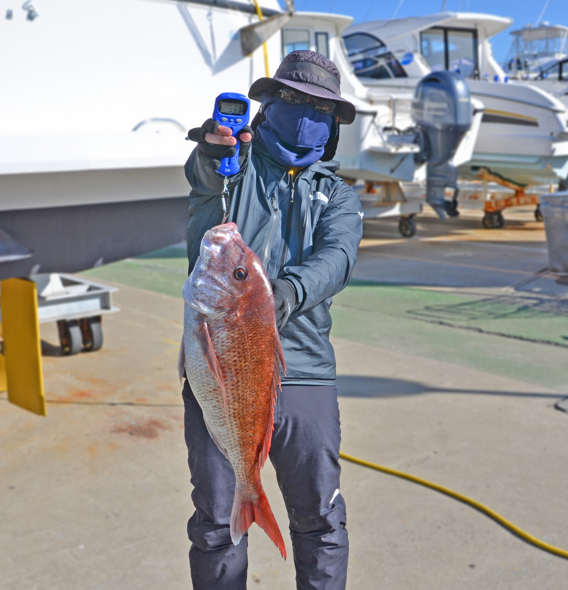 ✿マダイ・ホウボウ✿