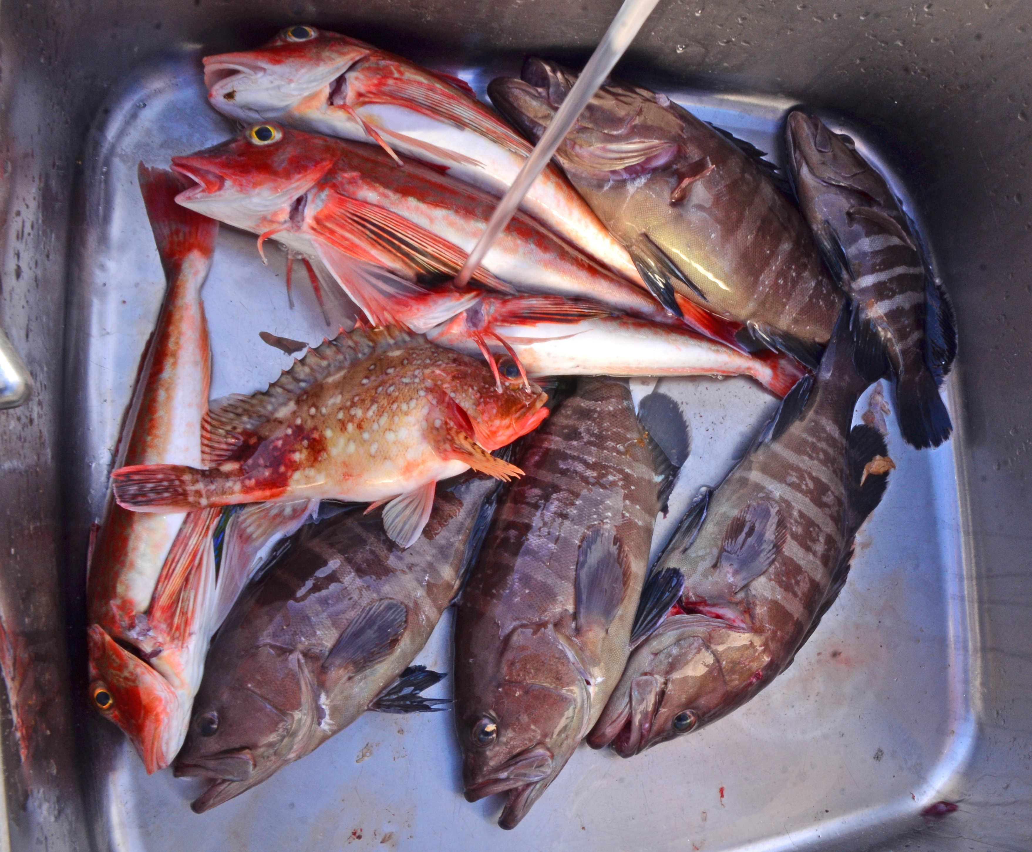 ✿マダイ・ハタ・ホウボウ・ウッカリカサゴ✿