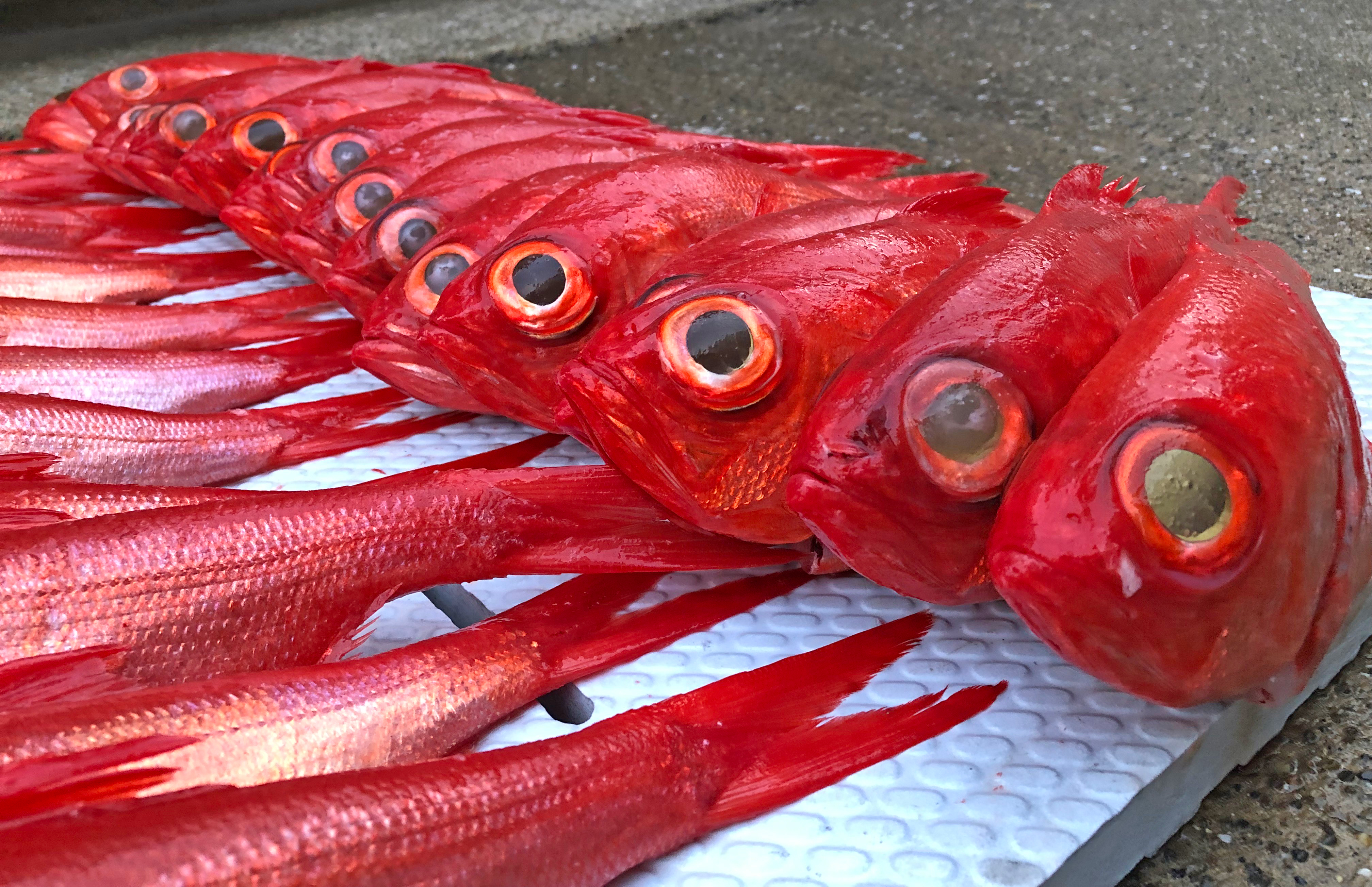 ✿キンメダイ✿