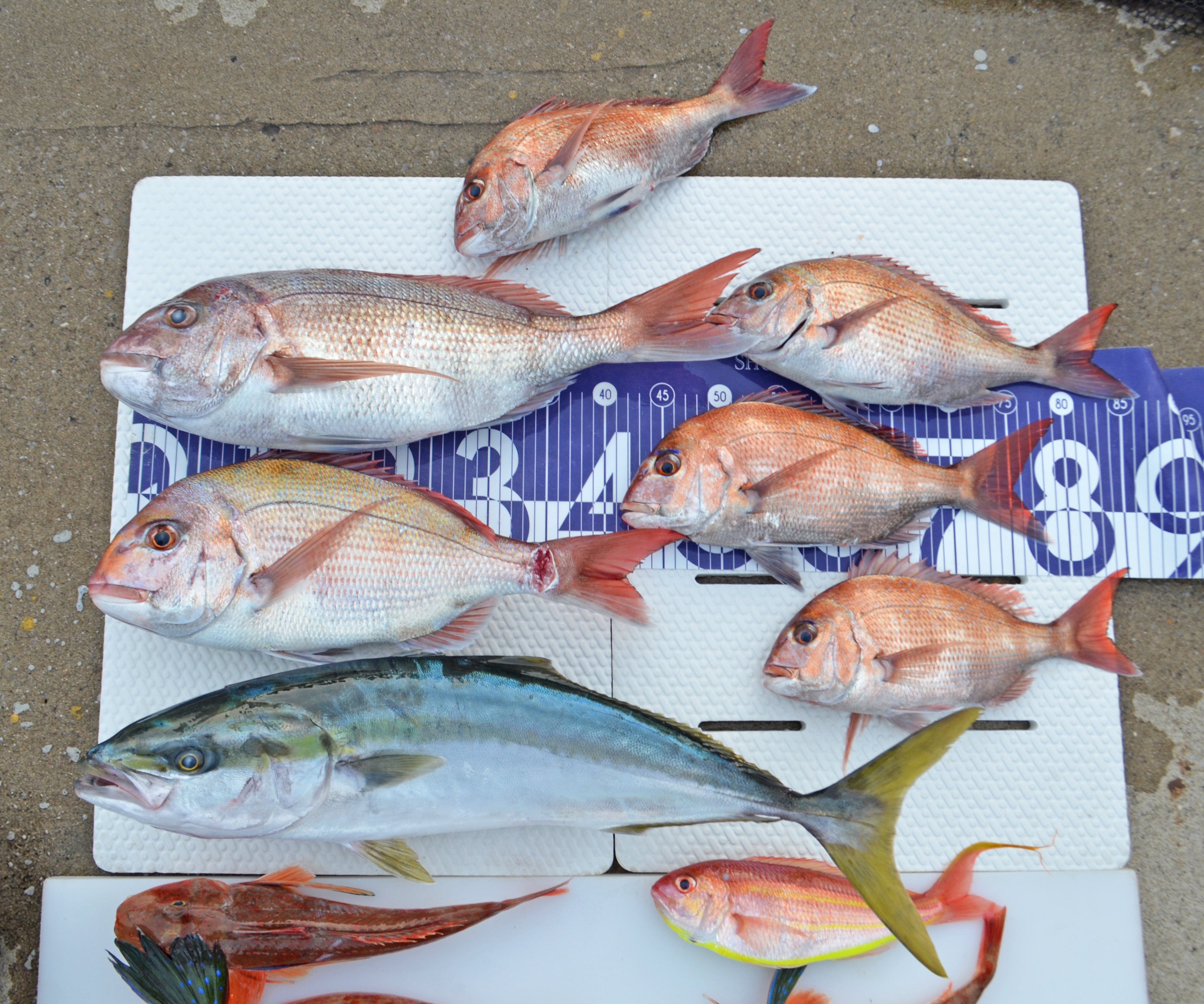 ✿マダイ・ワラサ・ホウボウ・シロアマダイ・ソコイトヨリ✿