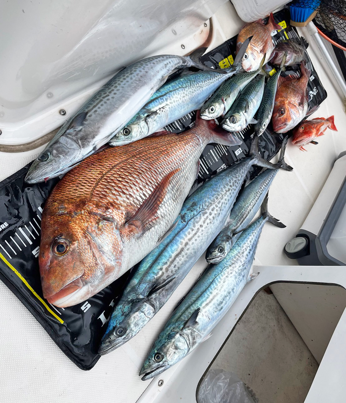 ✿マダイ・サワラ・サゴシ・サバ・マハタ・ホウボウ✿