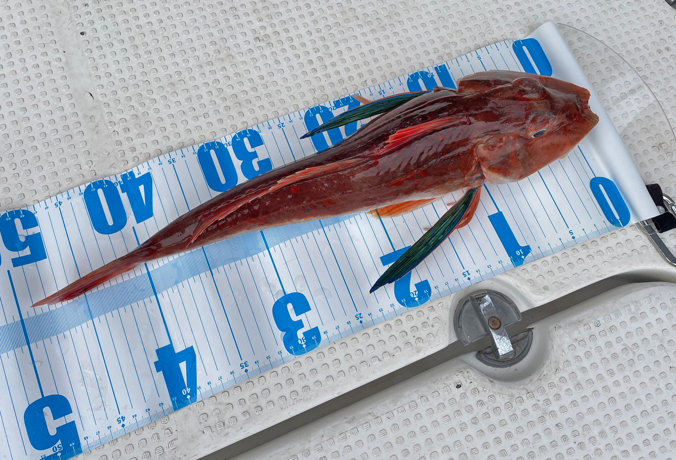 ✿アオハタ・ホウボウ✿