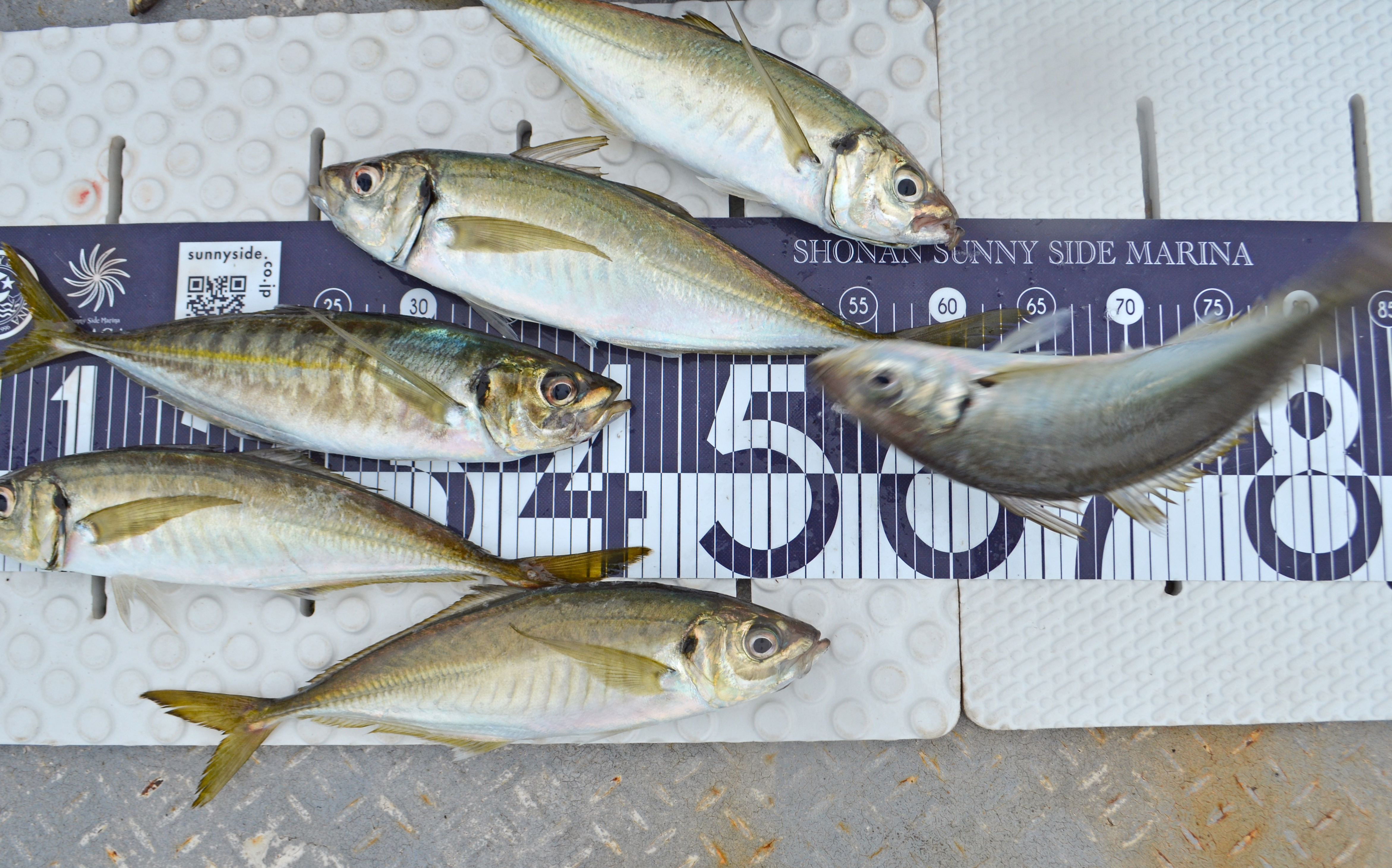 ✿マダイ・アジ・サバ・マハタ✿