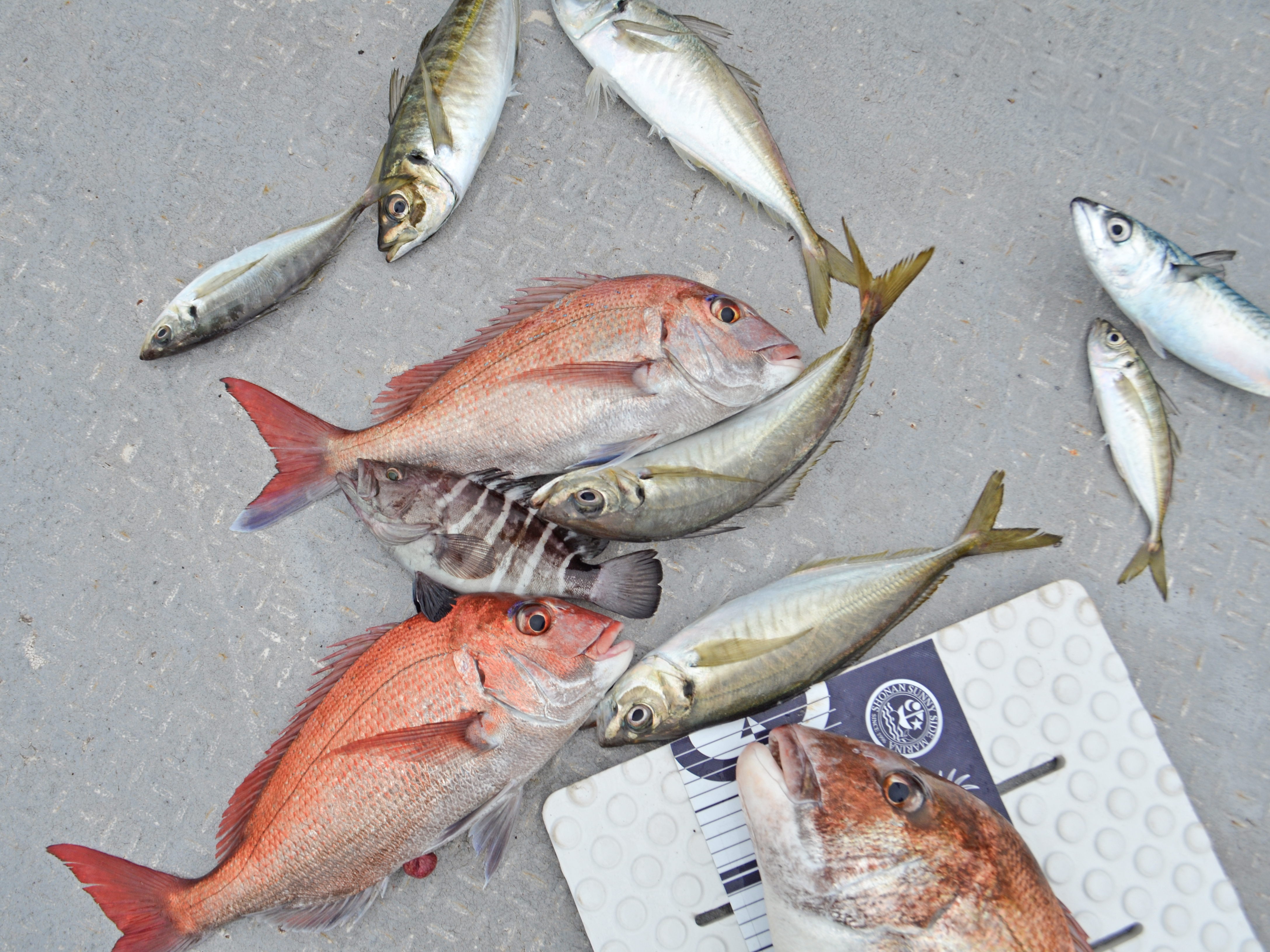 ✿マダイ・アジ・サバ・マハタ✿