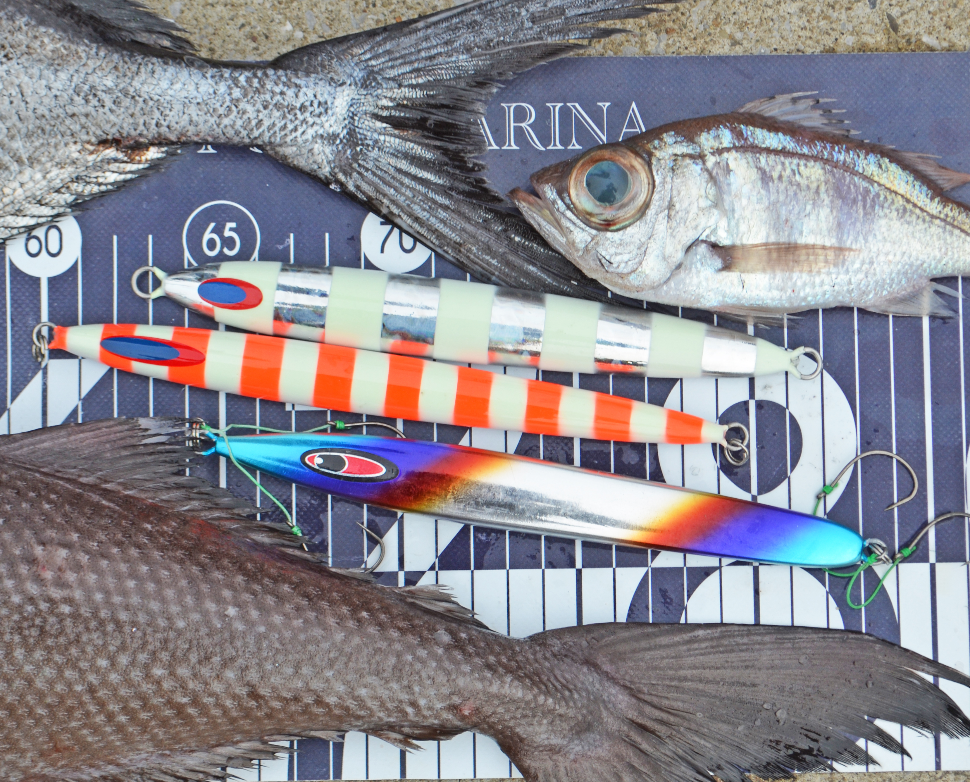 ✿シマガツオ・バラムツ・アカムツ・シロムツ・サバ・カサゴ✿