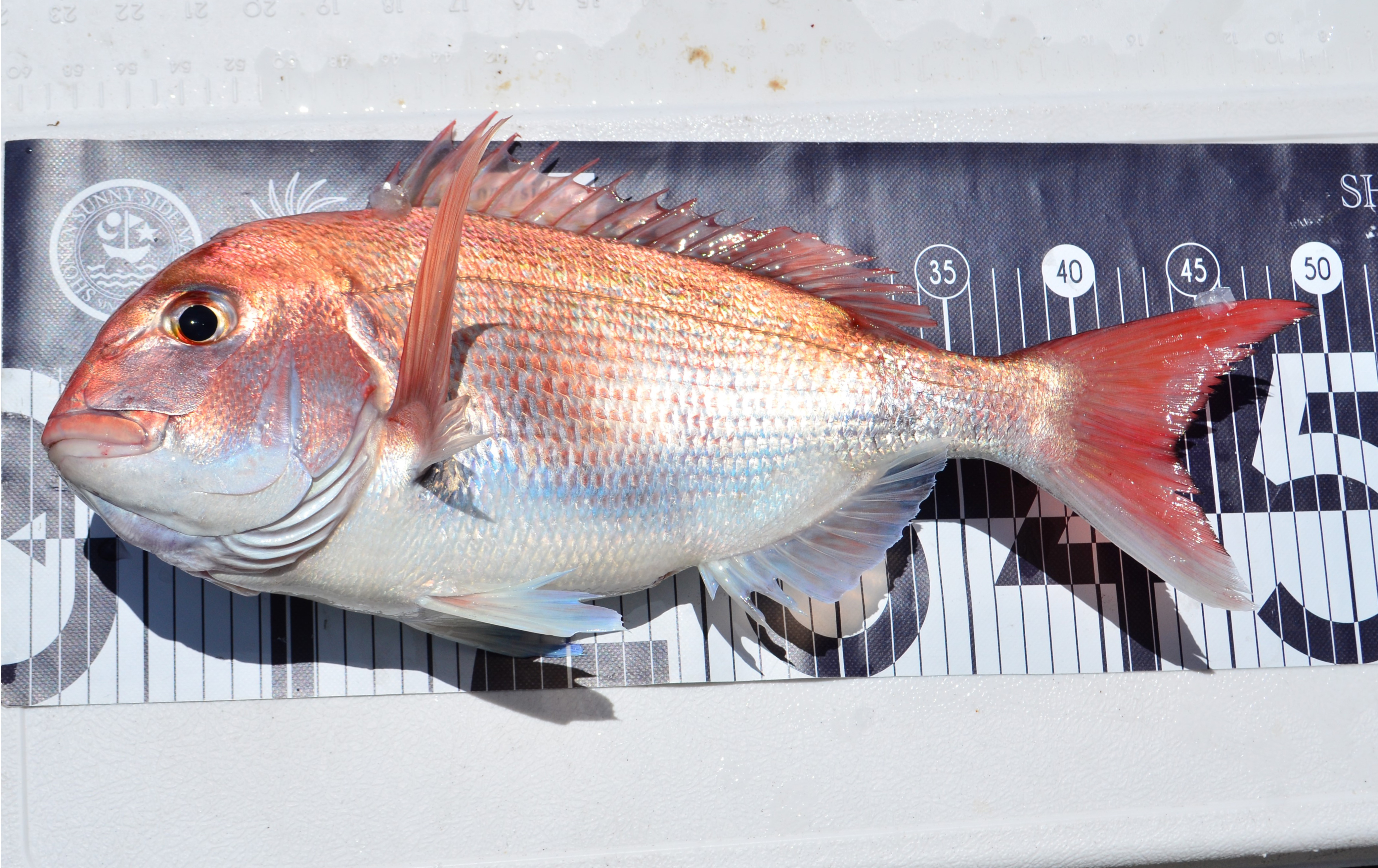 ✿アジ・マダイ✿