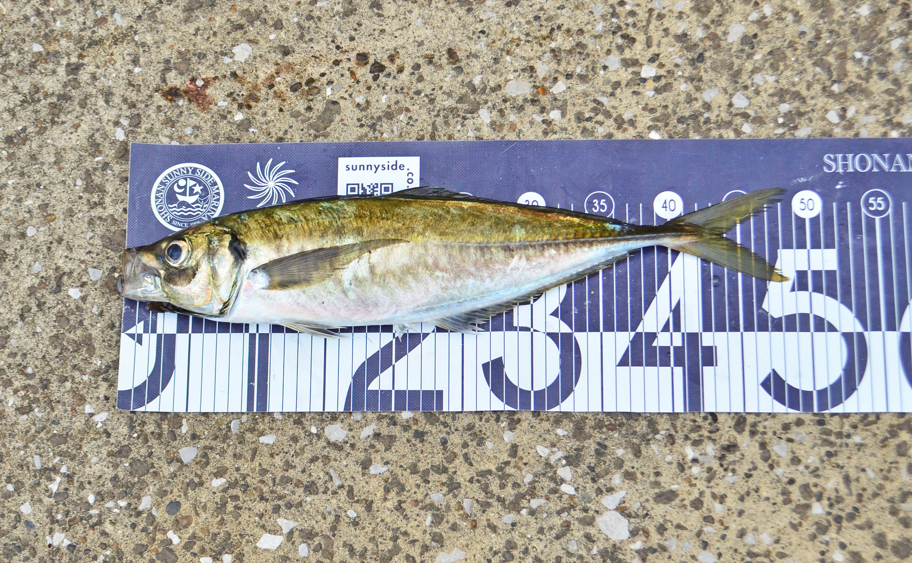 ✿マダイ・アジ・サバ✿