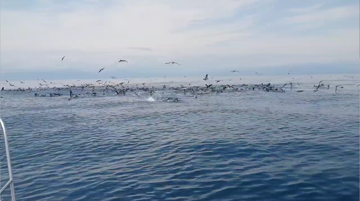 ✿キハダマグロ✿