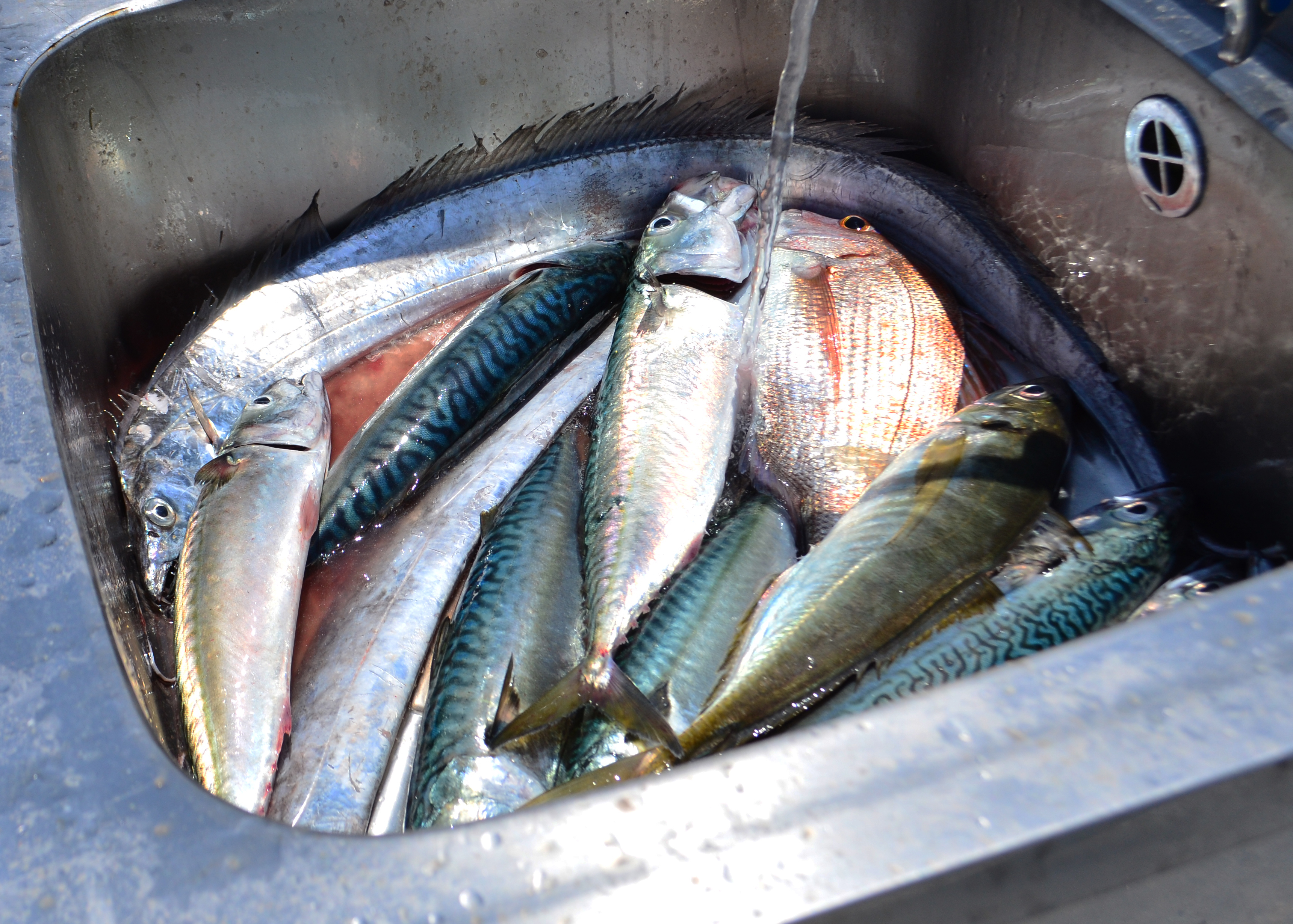 ✿マダイ・タチウオ・アジ・サバ✿